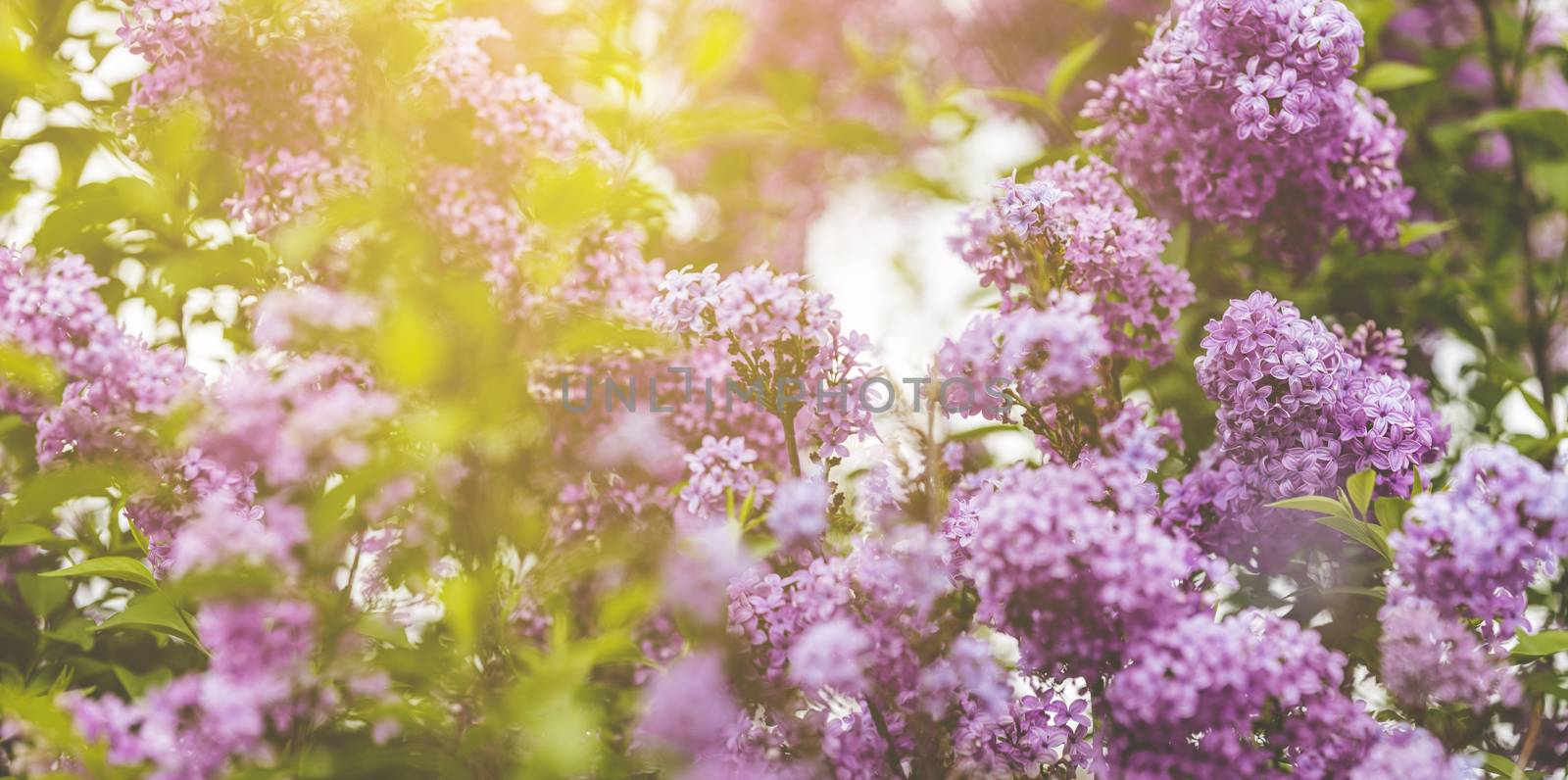 Panoramic view to spring background art with Purple lilac flower by ArtSvitlyna