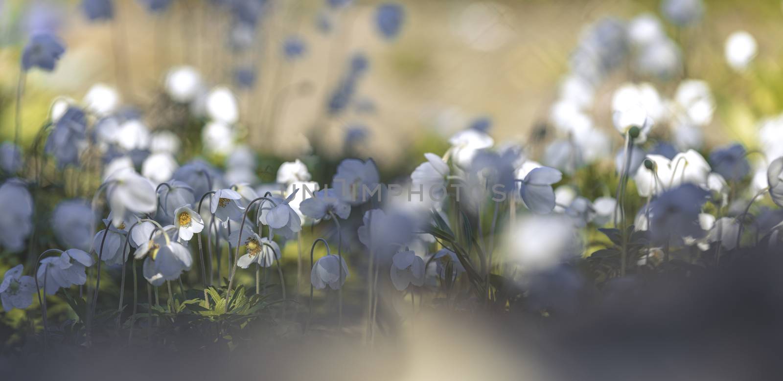 Panoramic view to spring background art with white blooming snowdrop or wood anemone (Anemone sylvestris ) flowers. Beautiful spring background. Copy space.