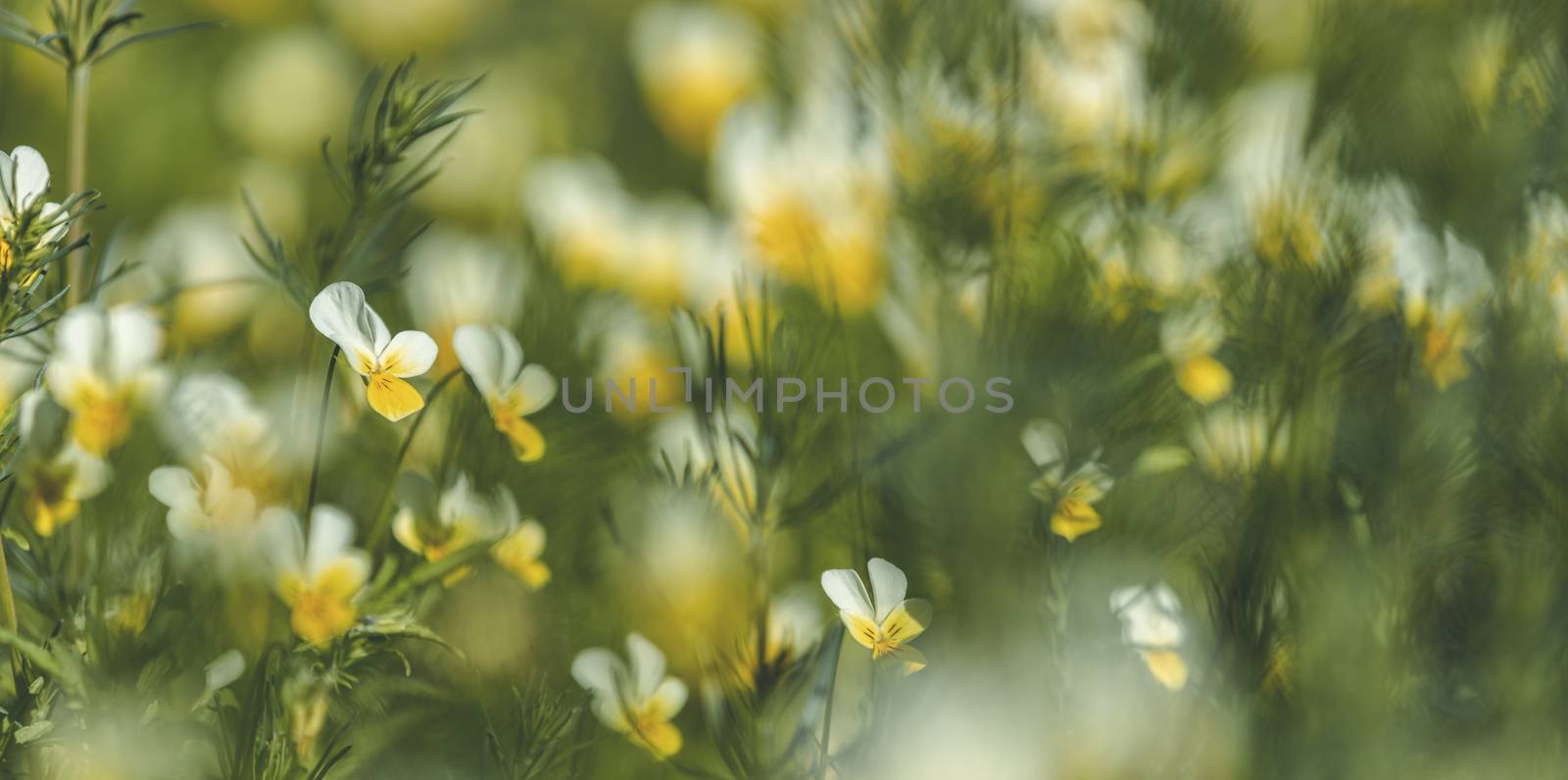 Panoramic view to spring background art with blooming snowdrop or wild pansy or heartsease (Viola tricolor) flowers. Beautiful spring background. Copy space.
