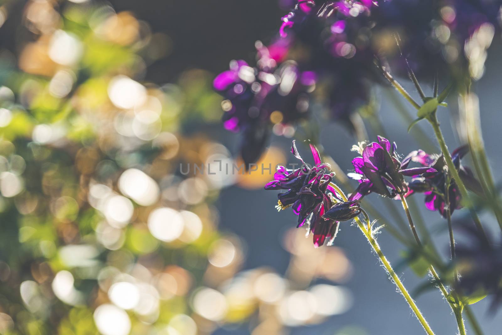 Spring background art with blooming granny's bonnet or columbine (Viola tricolor) flowers. Beautiful spring background. Copy space.