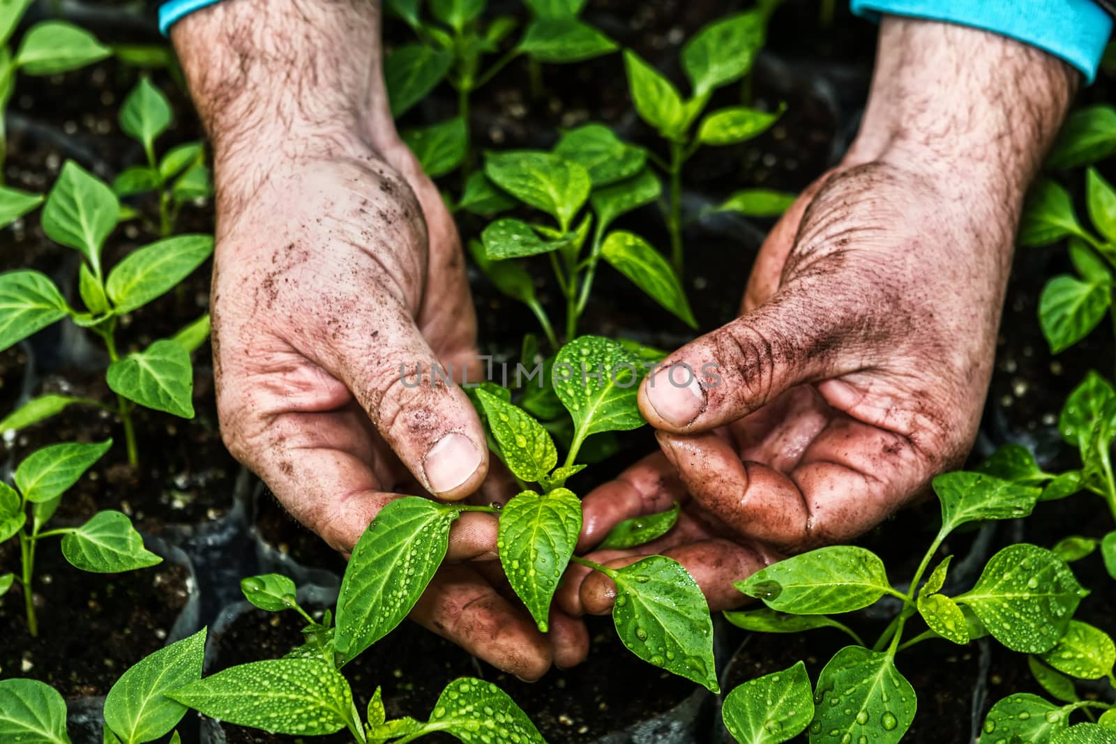 Closeup of the hands of a man who treats small pepper plants in a greenhouse