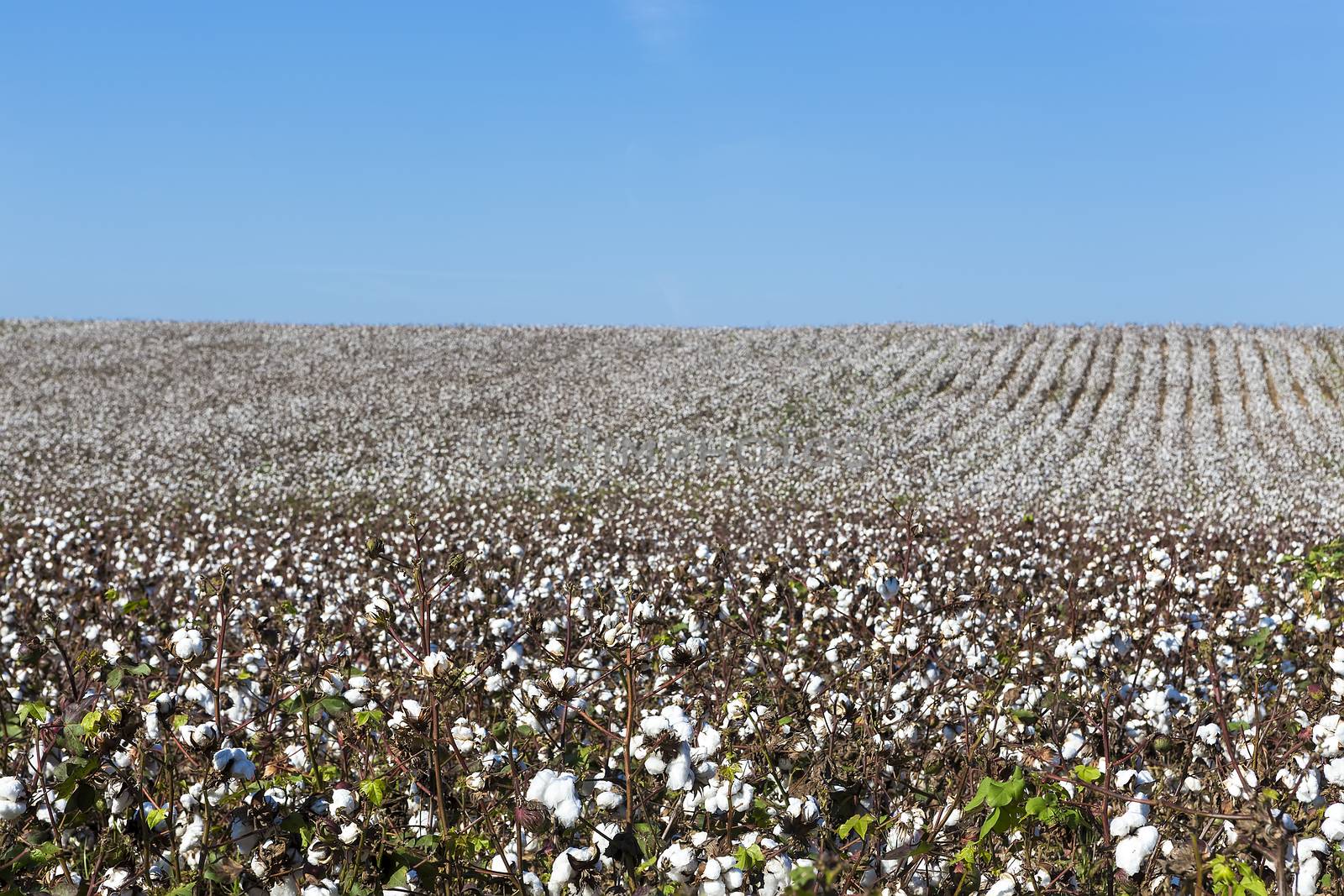 Cotton fields white with ripe cotton ready for harvesting