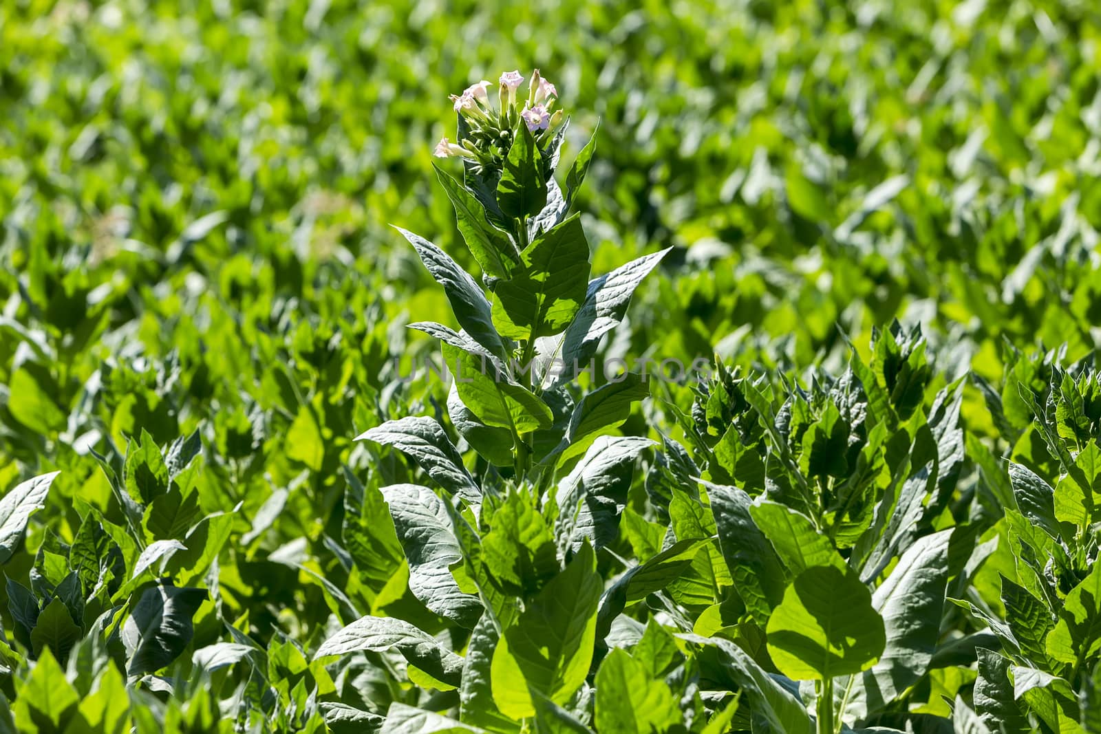 Blooming tobacco plants with leaves, flowers and buds by ververidis