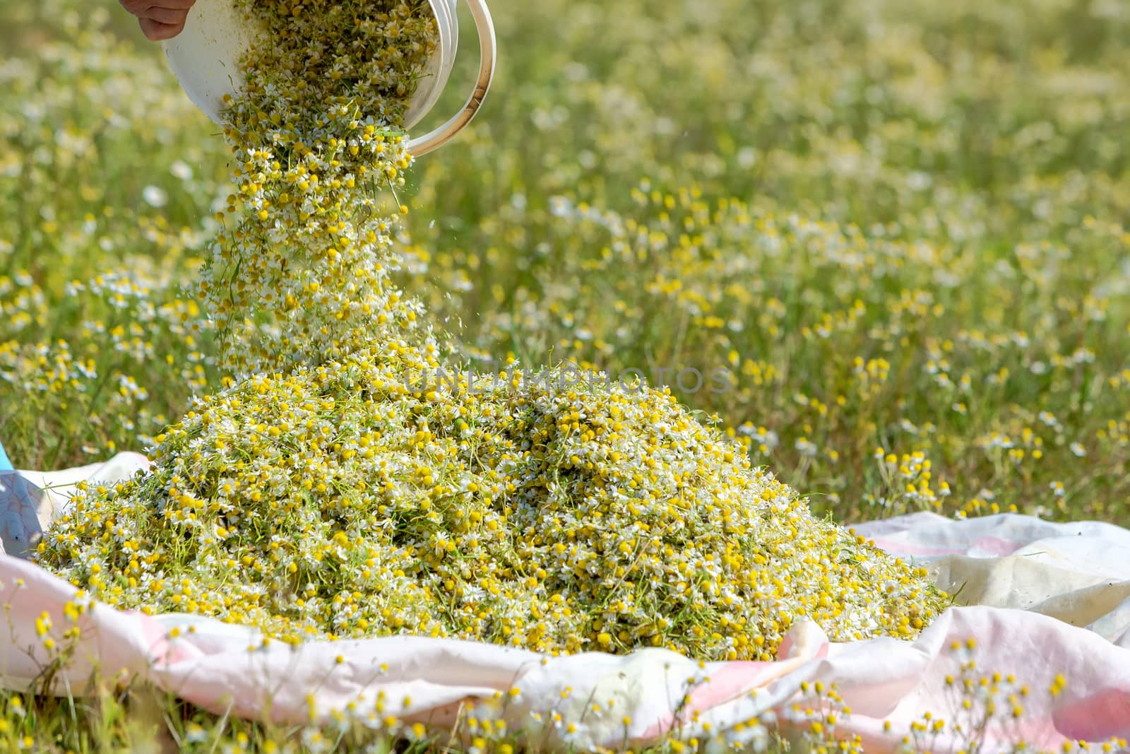 blooming chamomile in the field