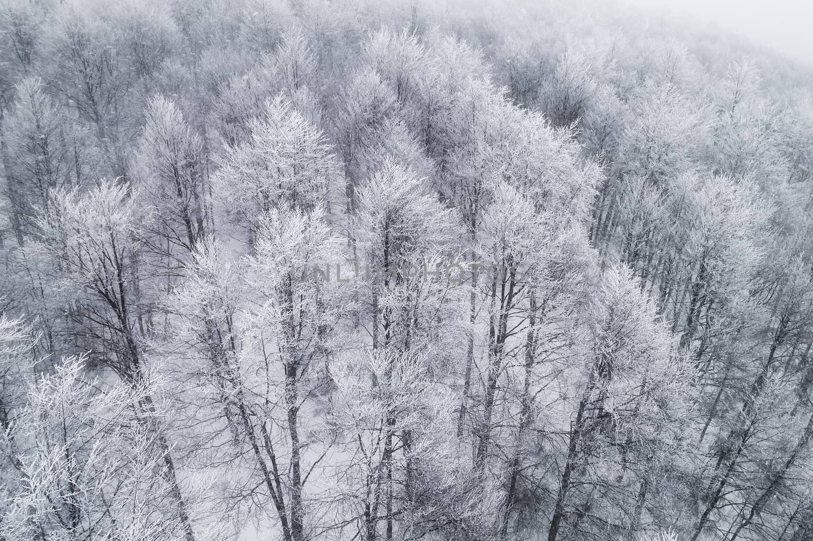 Aerial view of forest in the winter during the snowfall by ververidis