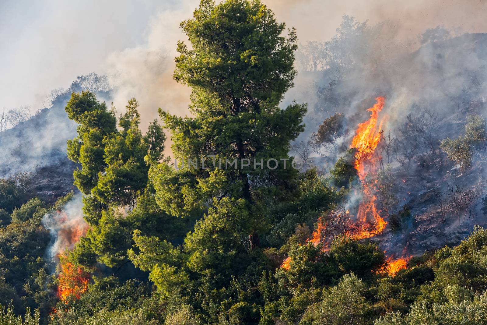 fire in a pine forest in Kassandra, Chalkidiki, Greece  by ververidis