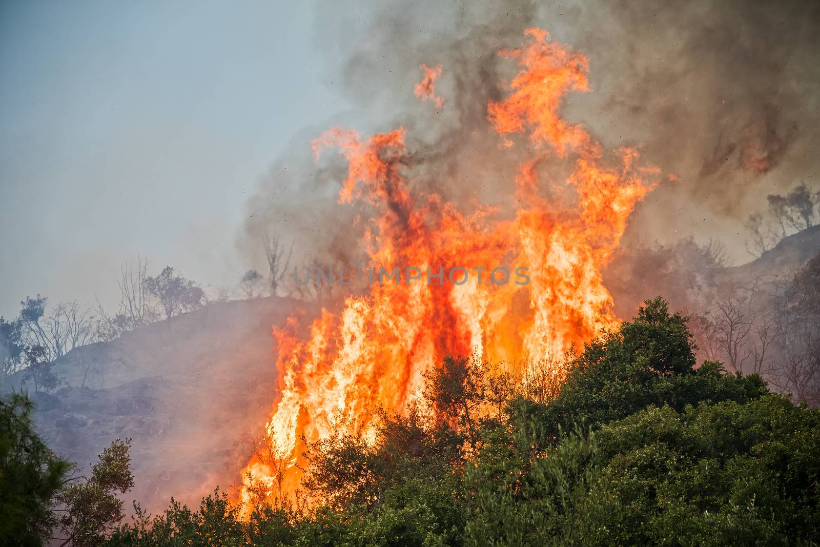 fire in a pine forest in Kassandra, Chalkidiki, Greece 