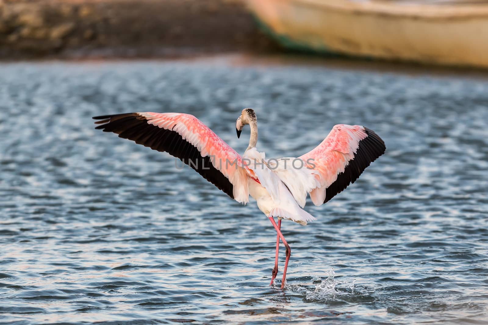 Pink flamingos walking through the water in the lagoon Kalochori in north Greece with soft focus