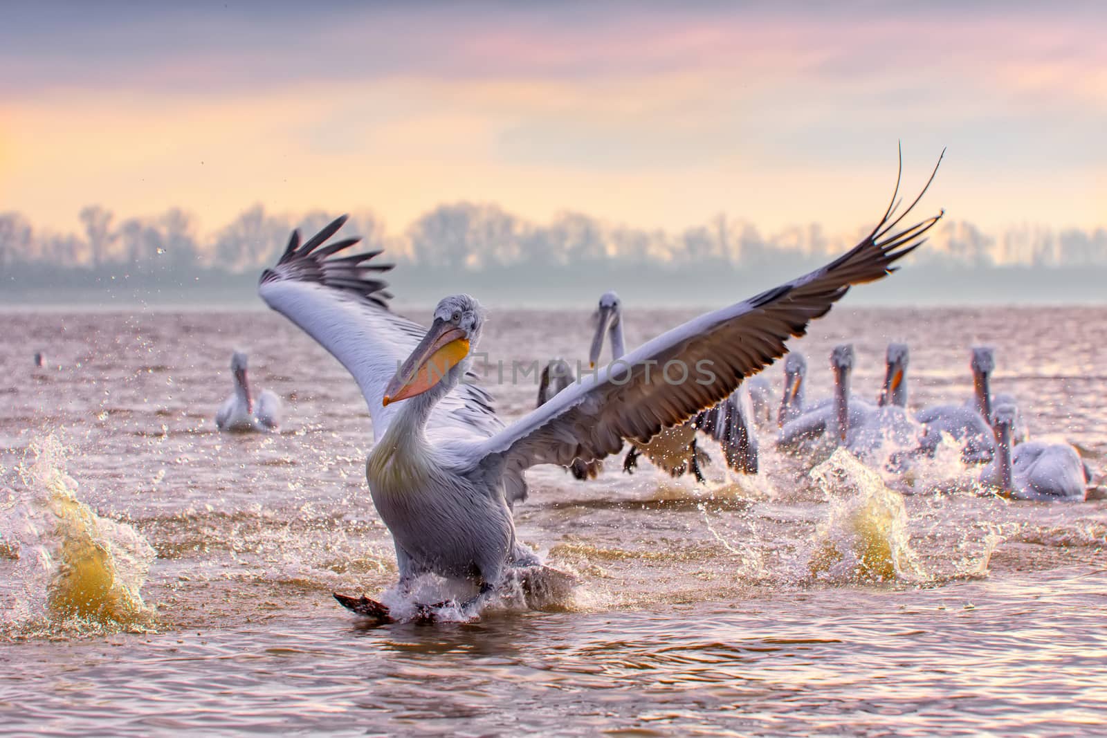 pelikans in Kerkini Lake in northern Greece