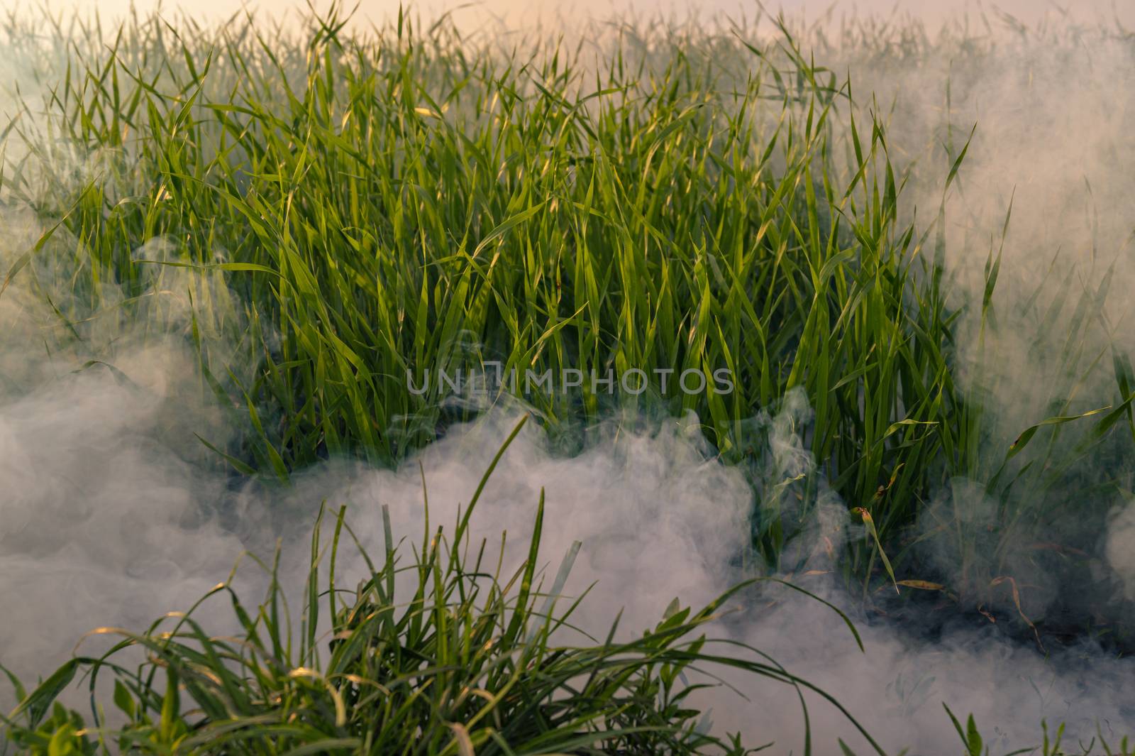 The white smoke in grass from smoke bomb against evening sun. 