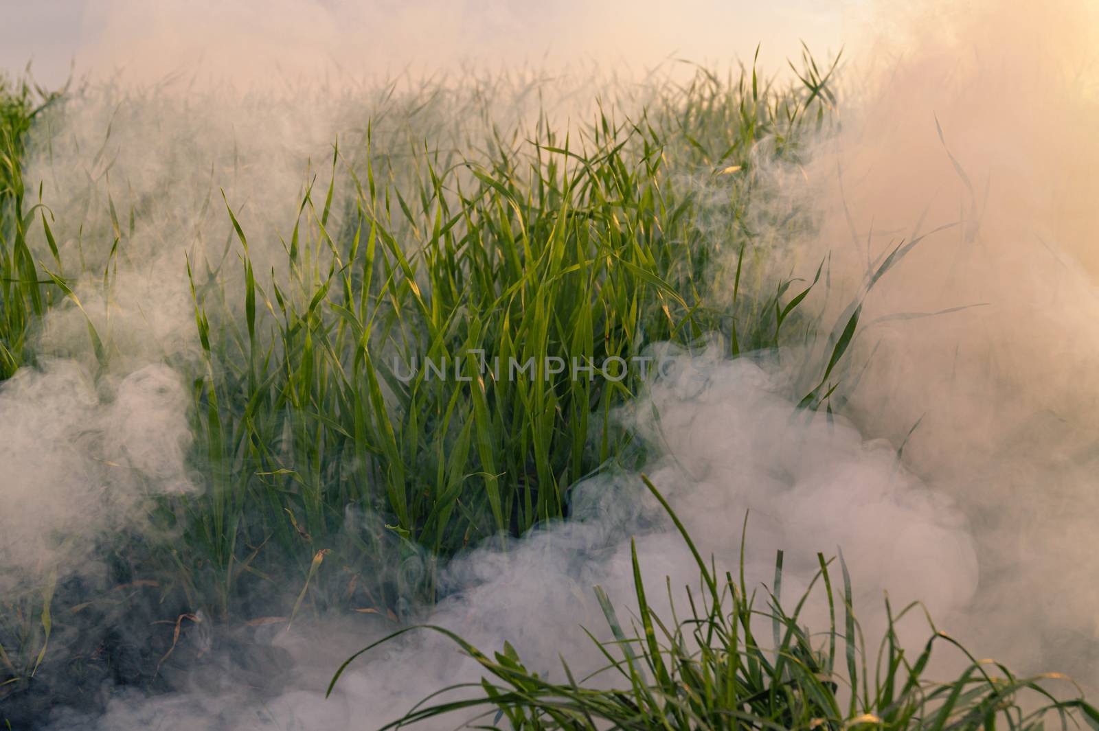 The white smoke in grass from smoke bomb  by alexsdriver