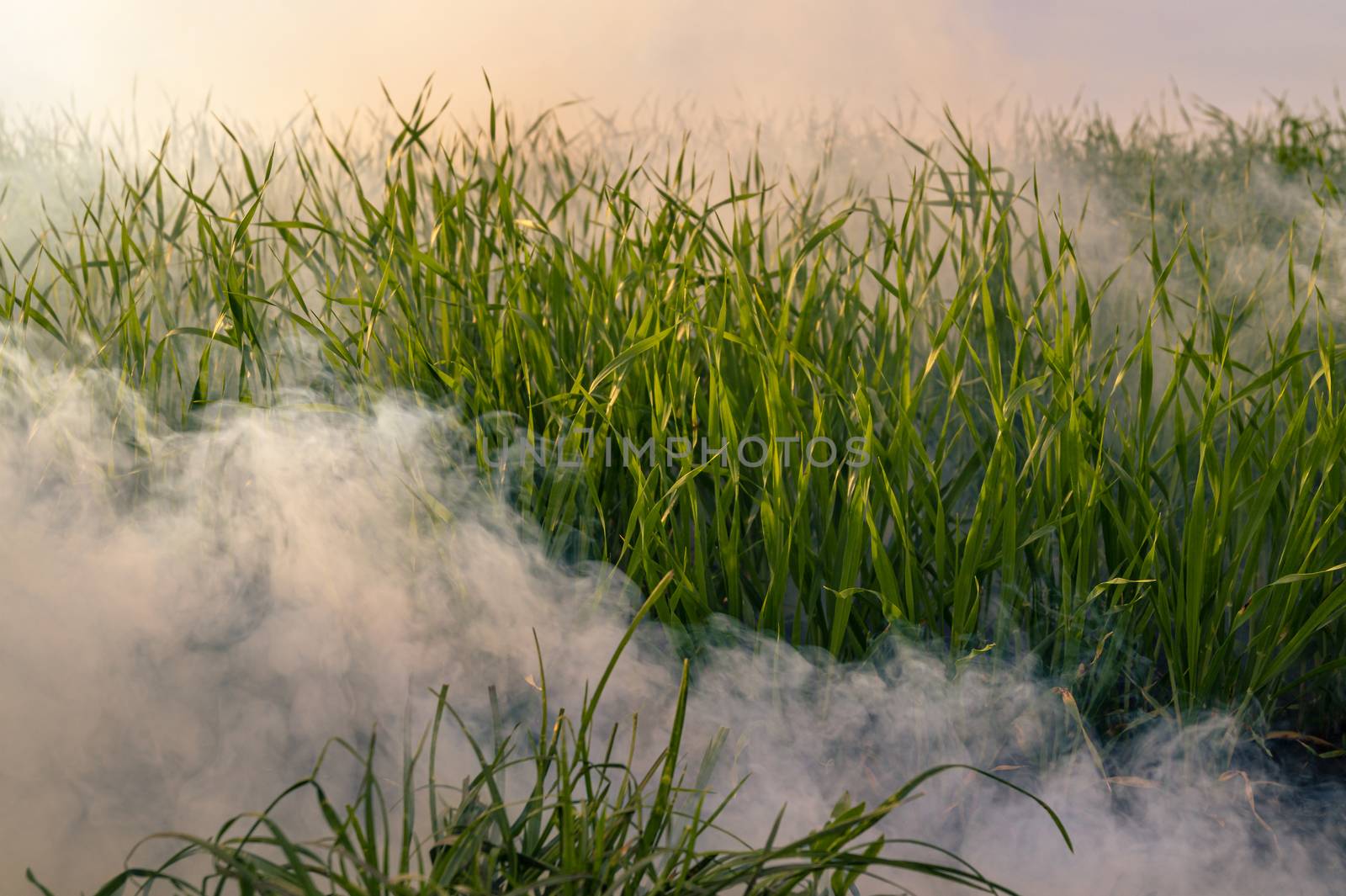 The silver smoke in grass from smoke bomb against evening sun. 