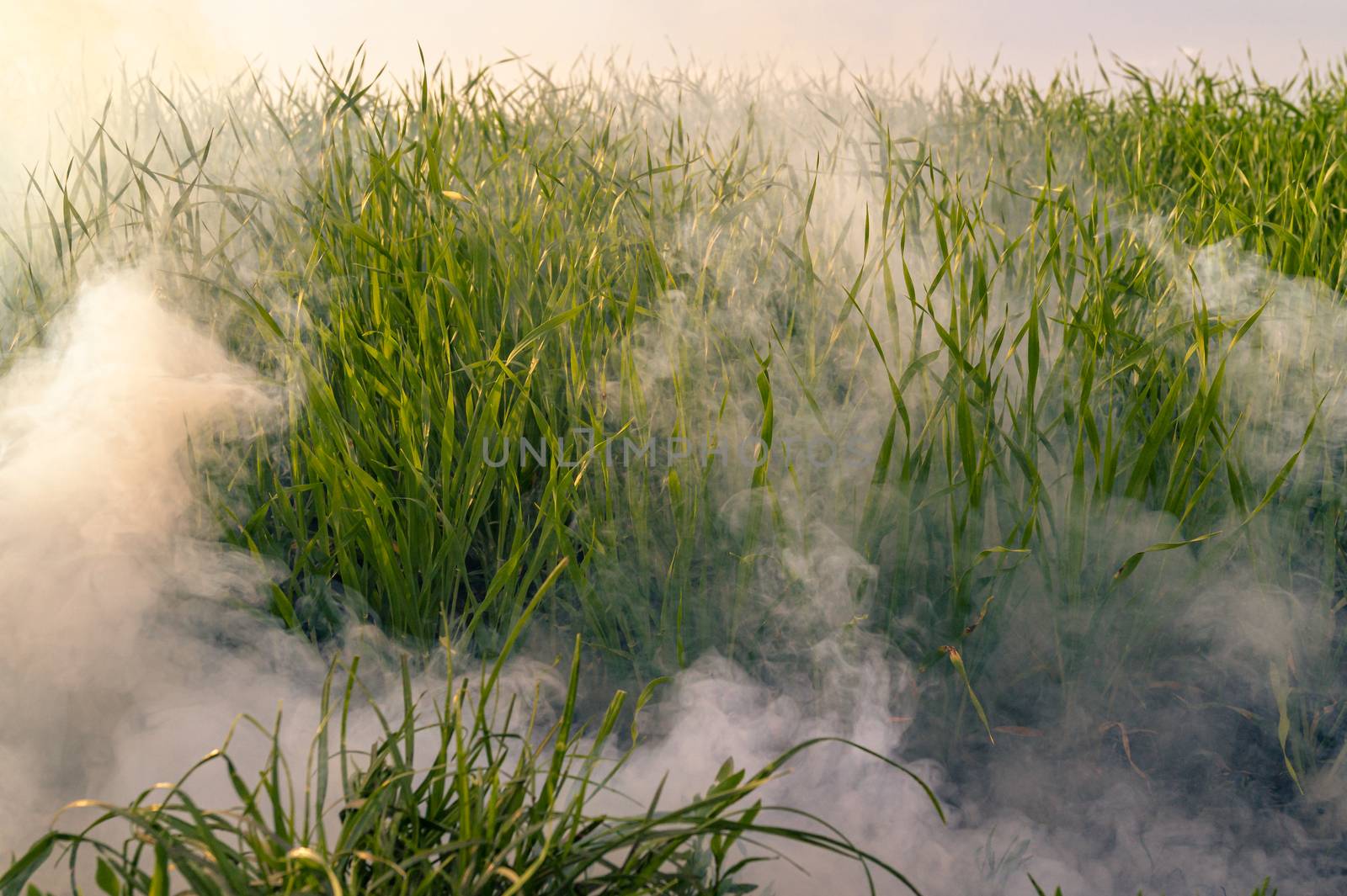 A lot of white smoke in grass from smoke bomb against evening sun. The smoke without fire.