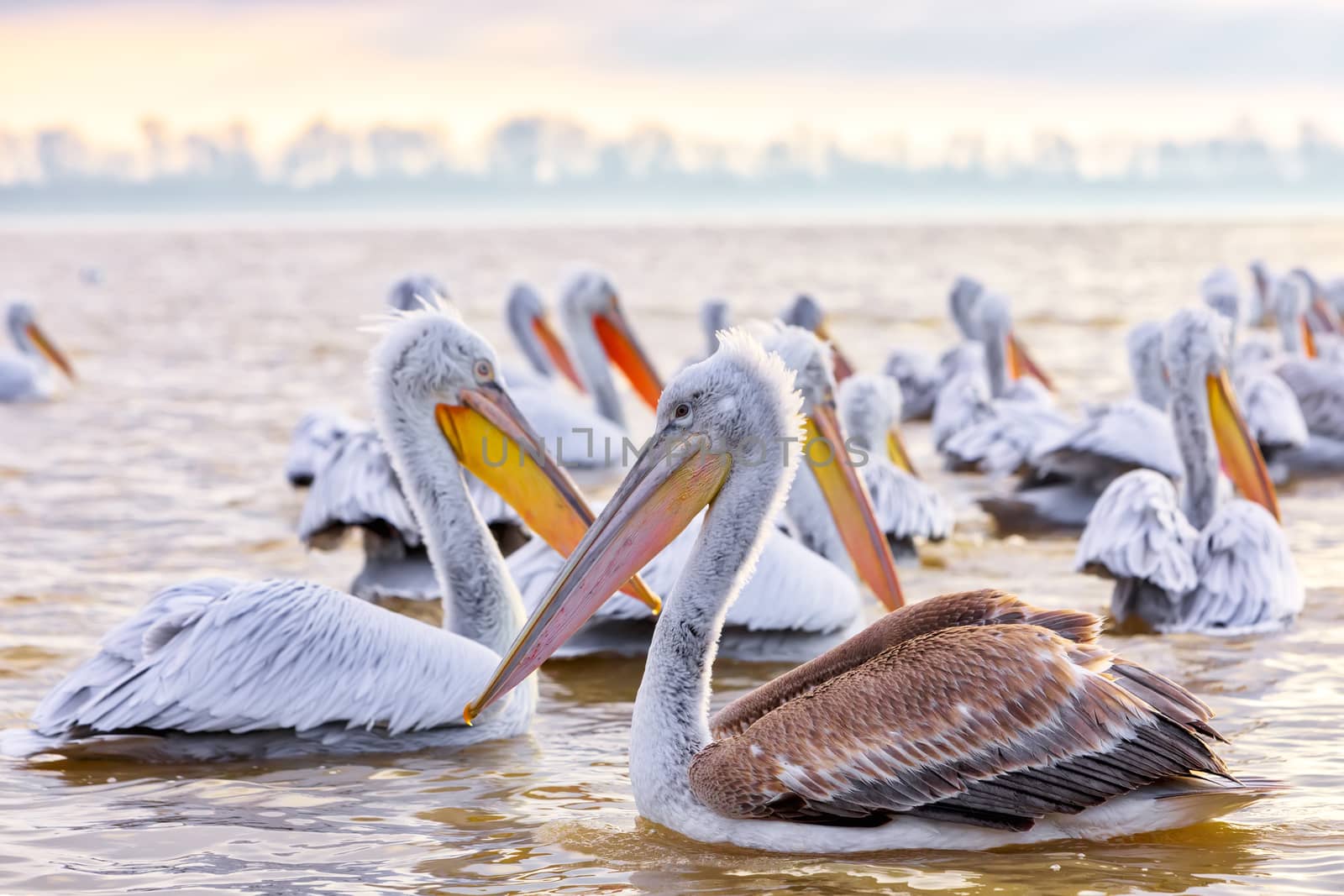 pelikans in Kerkini Lake in northern Greece by ververidis