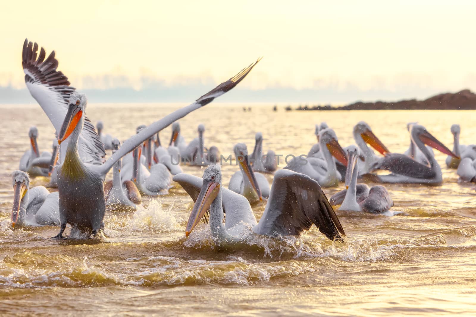 pelikans in Kerkini Lake in northern Greece by ververidis