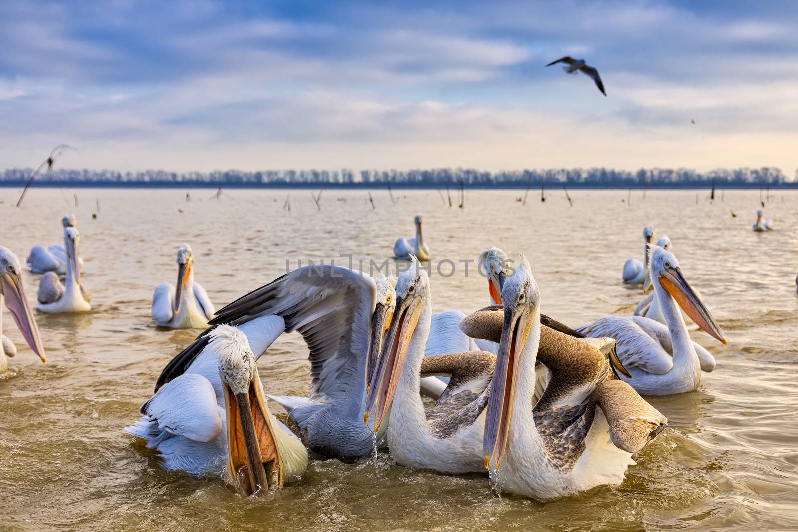 pelican "Dalmatian" opens his mouth and catches the fish that a fisherman threw at the lake Kerkini, Greece. The fishermen of the area feed the pelicans to help them survive the winter