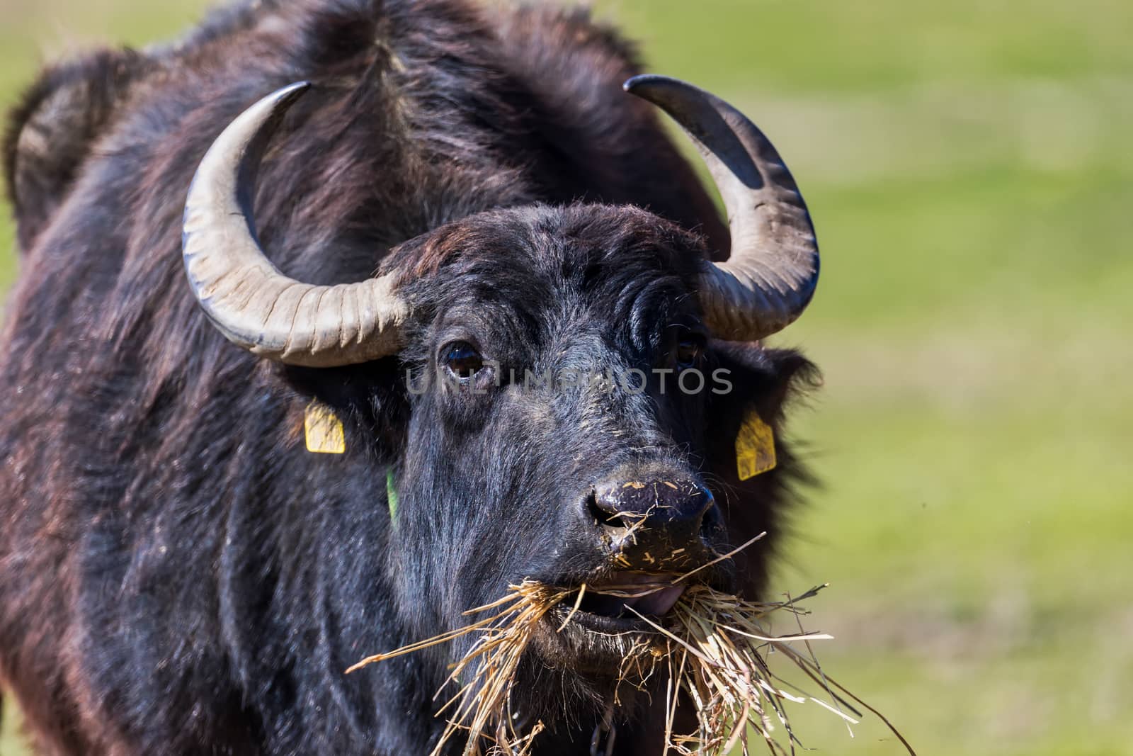 Buffalo grazing next to the river Strymon in Northern Greece. by ververidis