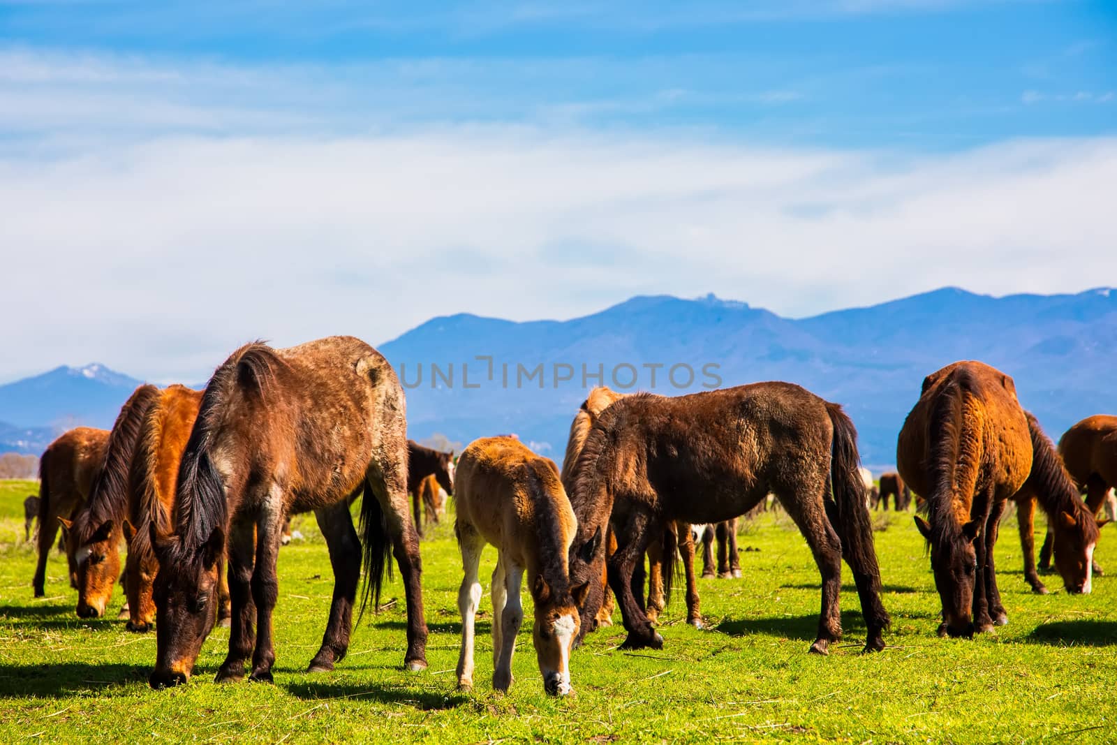 horses grazing next to the river Strymon in Northern Greece.