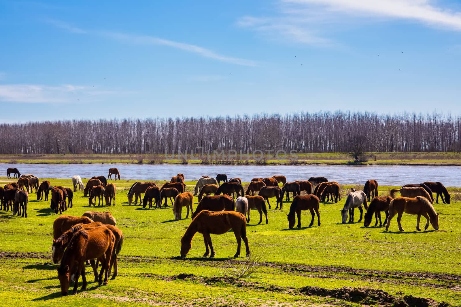 horses grazing next to the river Strymon in Northern Greece.