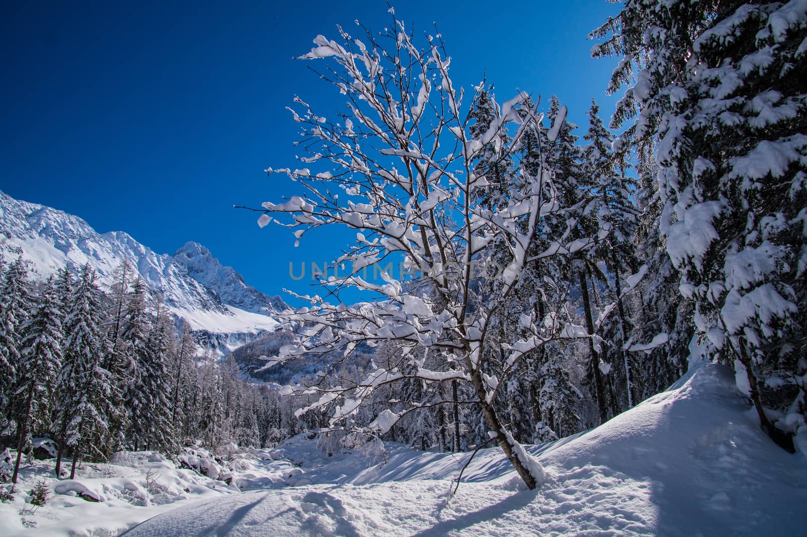 argentiere in chamonix in haute savoie in france