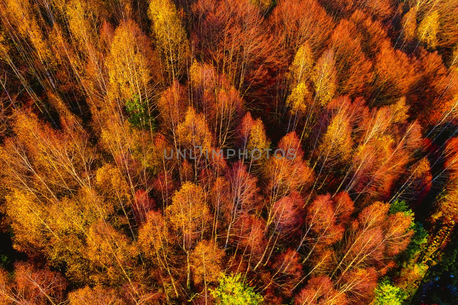 Aerial view of autumn forest . Amazing landscape , trees with red and orange leaves in day, National Park Livaditis Xanthi, Greece