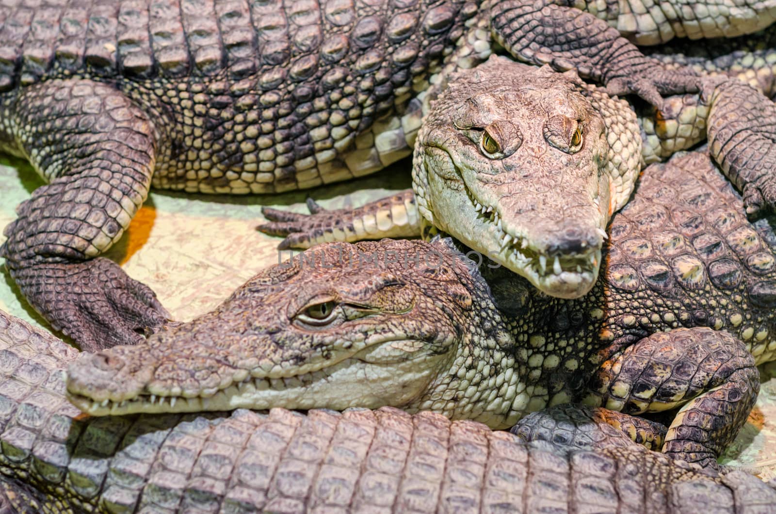 several alligator crocodiles dangerous carnivorous reptiles close up