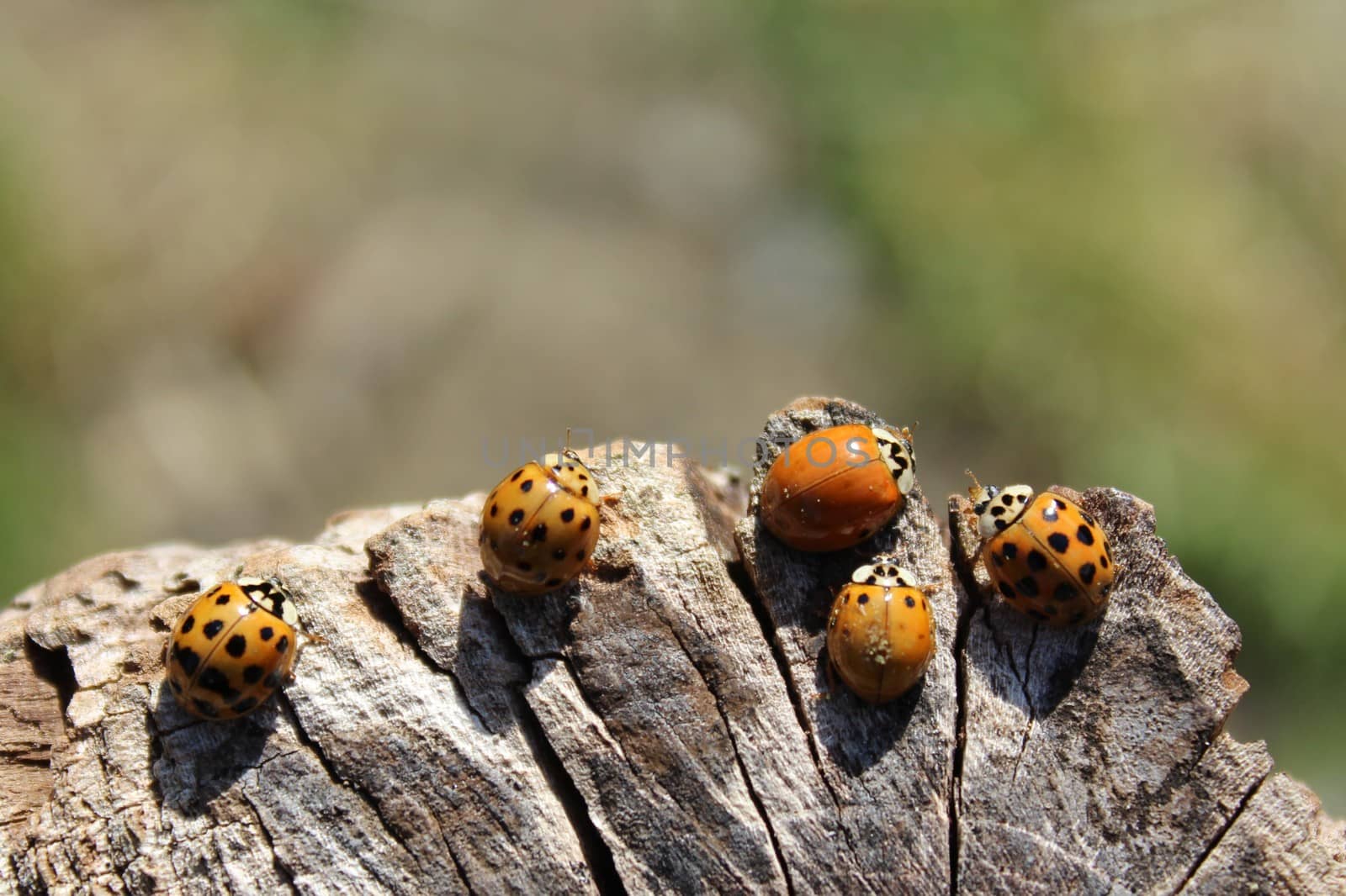The picture shows many ladybirds on a tree trunk