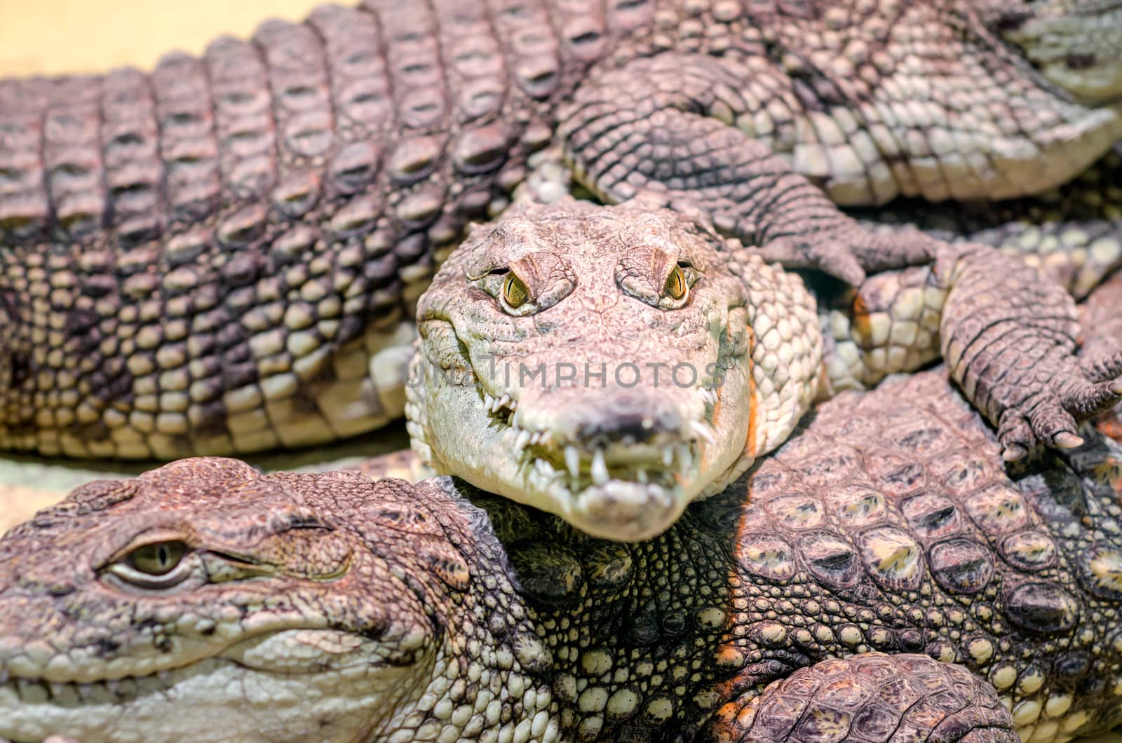 several alligator crocodiles dangerous carnivorous reptiles close up