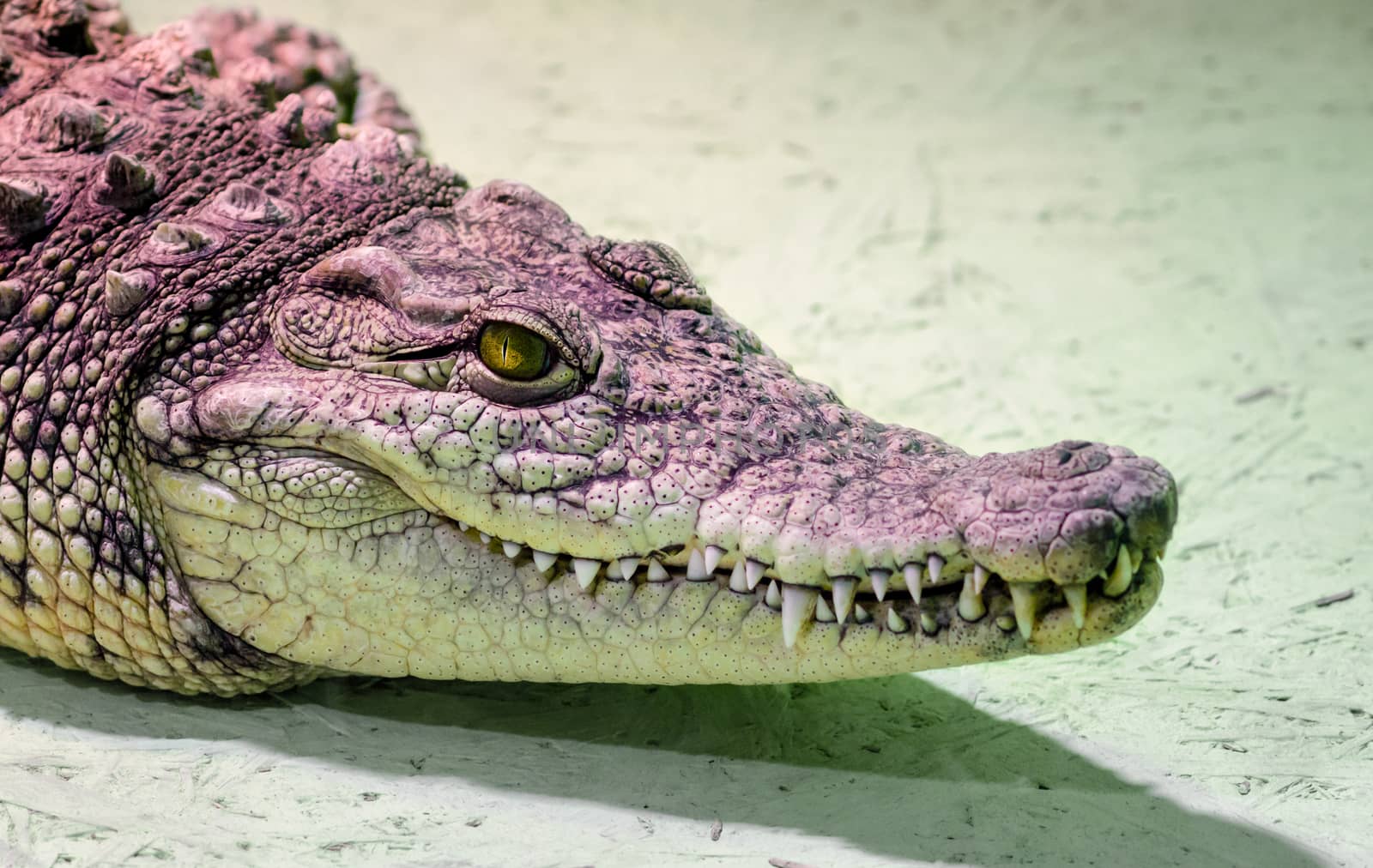 crocodile head with toothy mouth and yellow eye close up on a green background