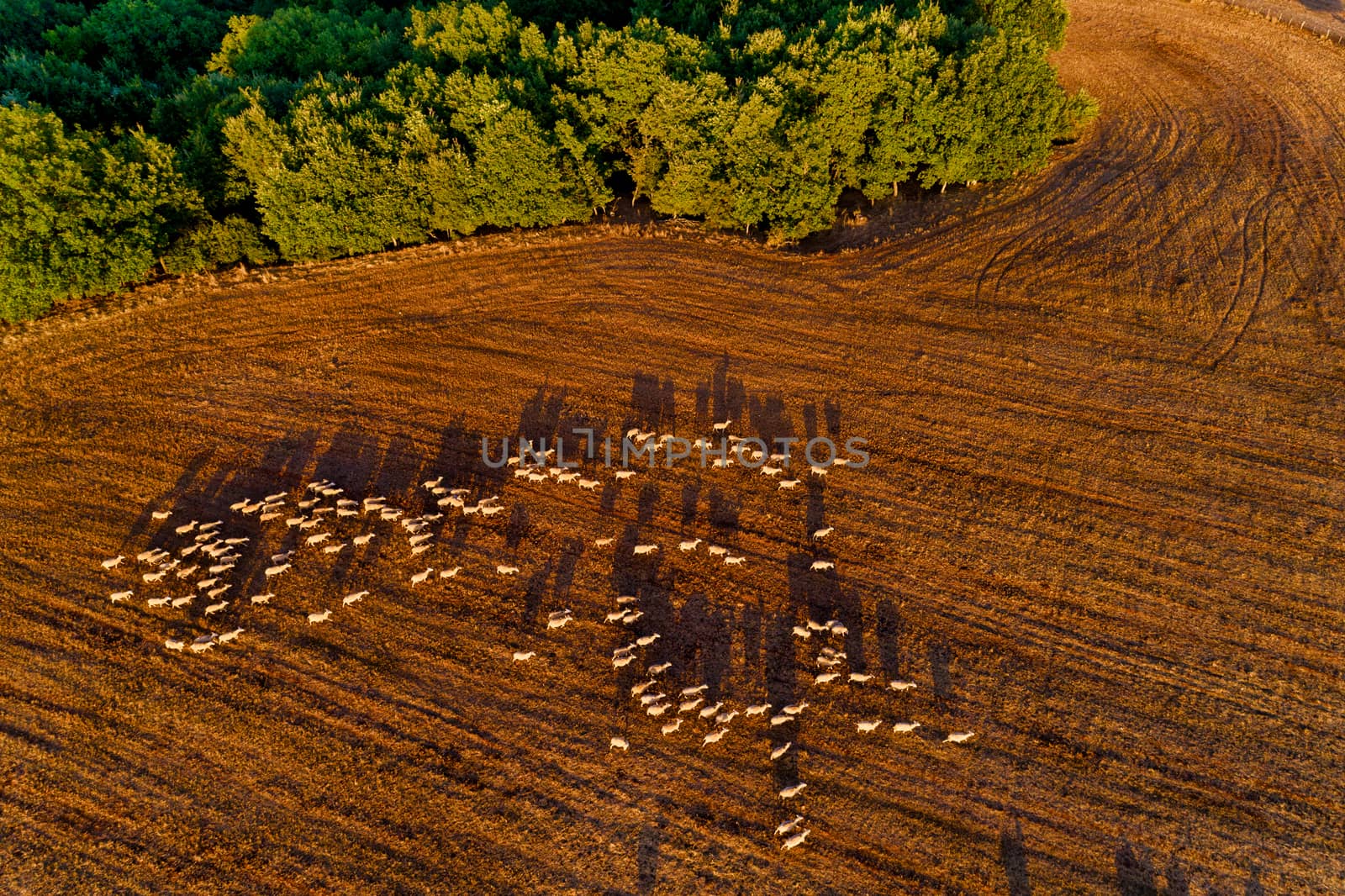 Beautiful rural scenery in mountains. agricultural fields with sheep. Aerial shot whith drone