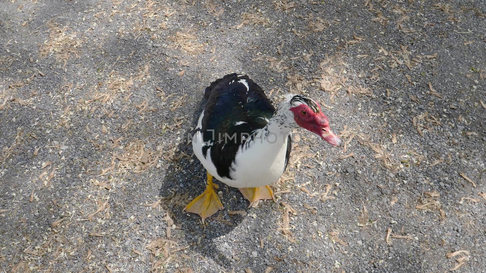 A Red Faced Duck Walking Around a Park by actionphoto50