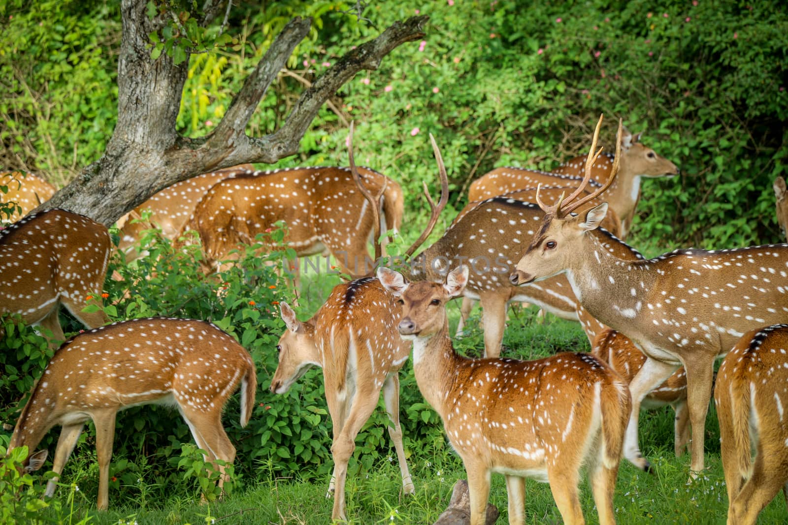 Deer Herd calves in brush field in thick Forest