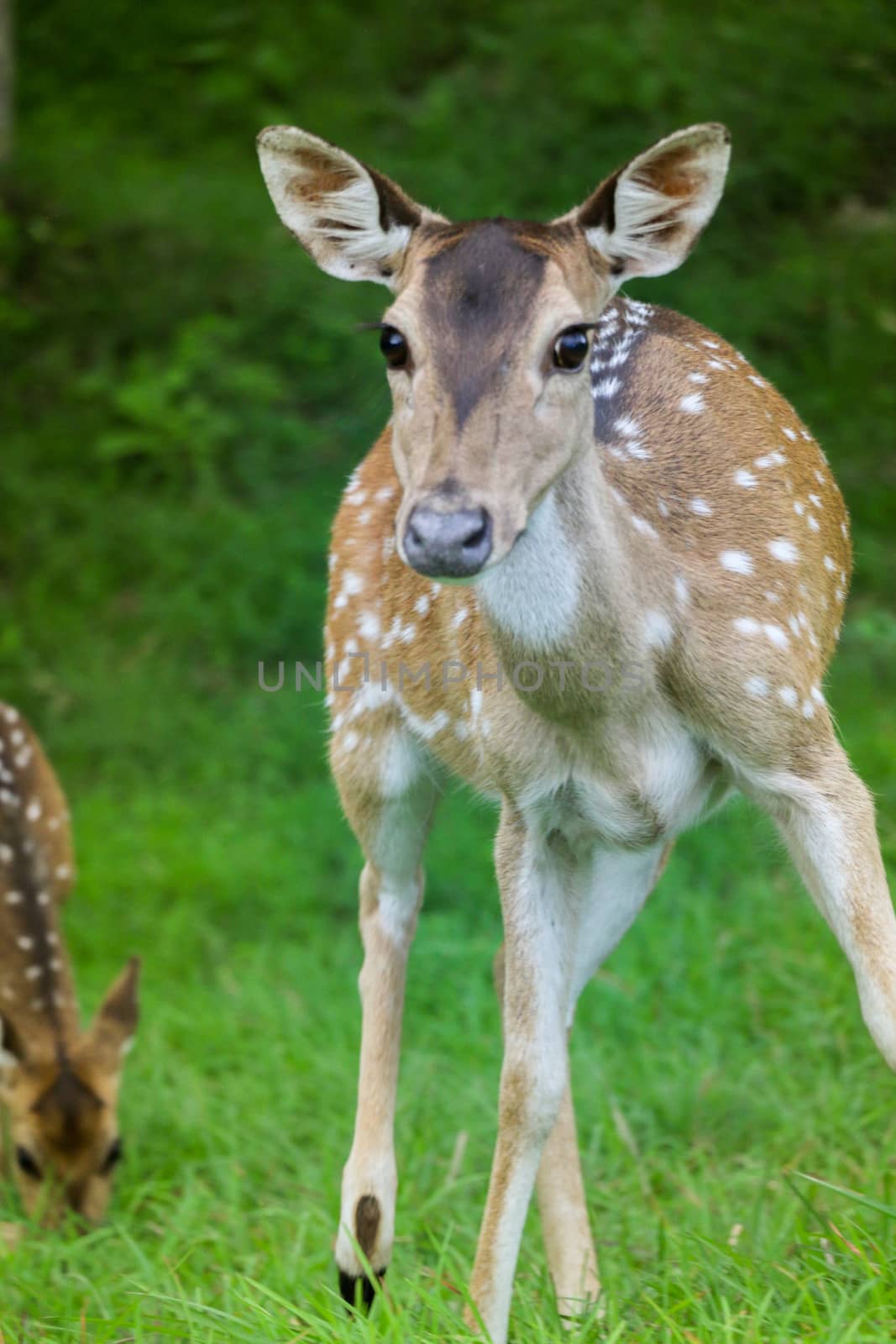 Adorable deer is Staring at Indian Forest