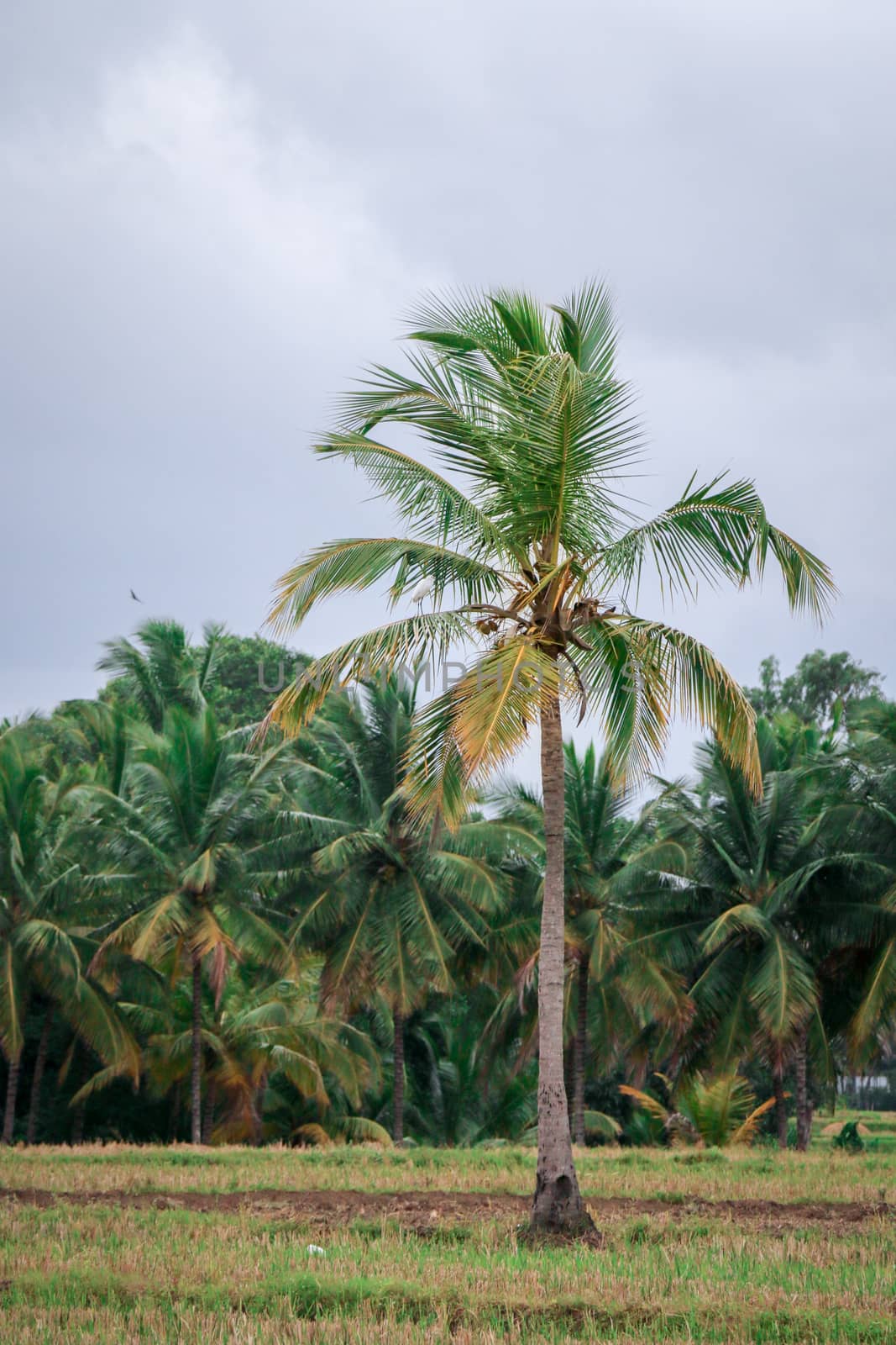 Lone Coconut Tree at Greenery Farm
