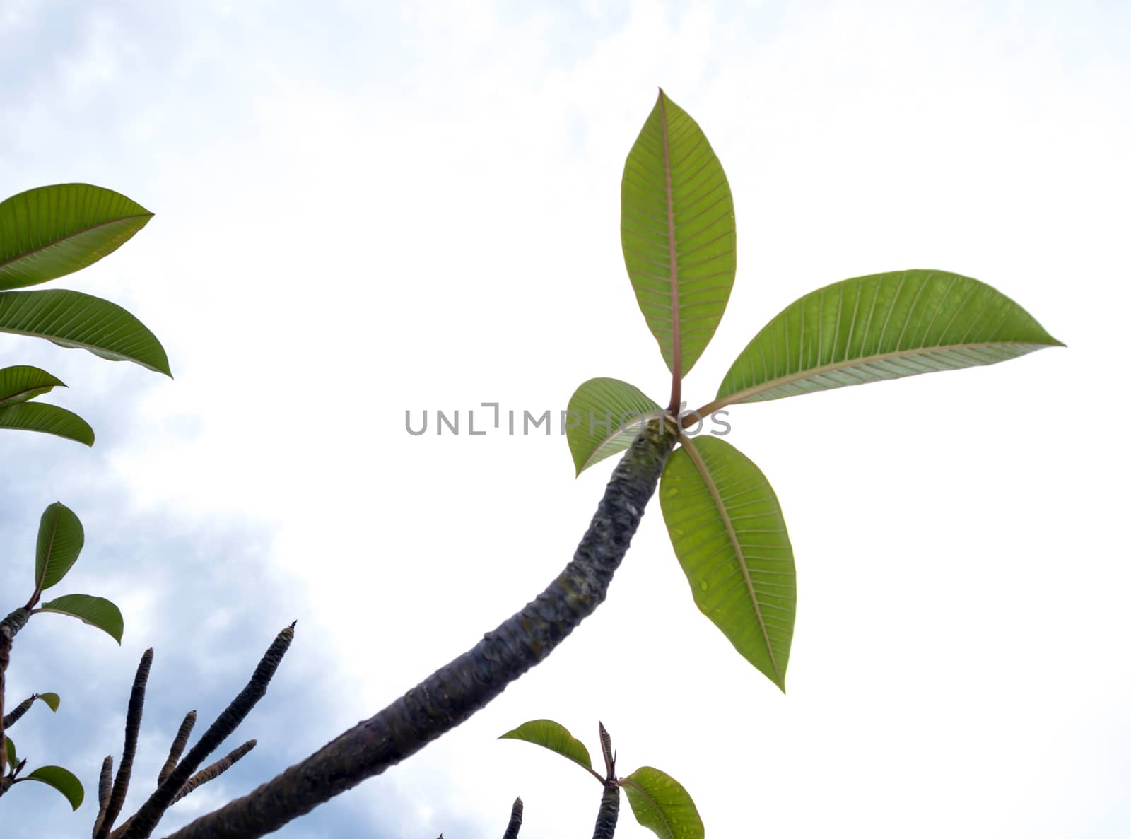 Leaves and branch of Plumeria beside the beach by Satakorn