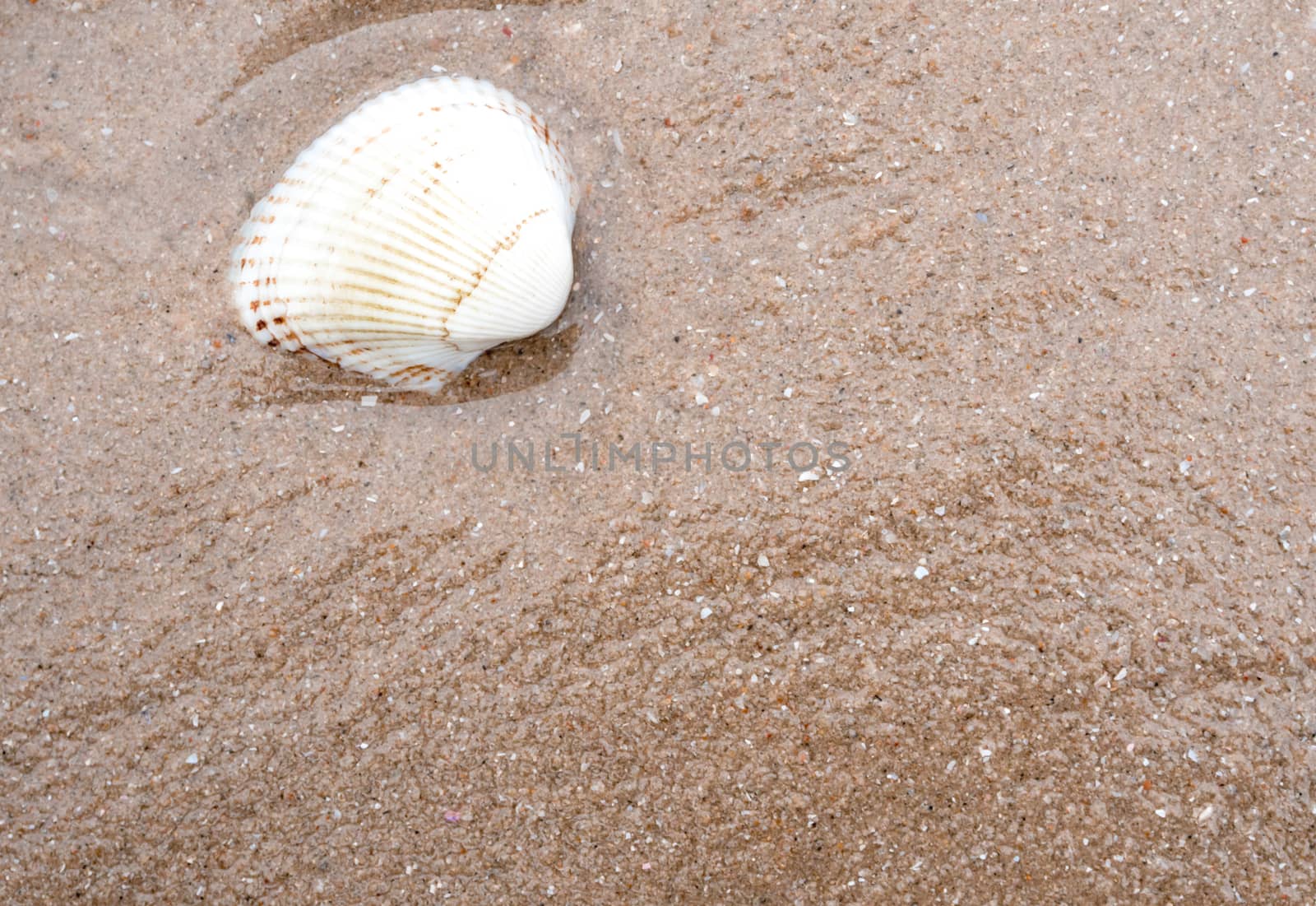 Remainder sea shell on sand beach by Satakorn