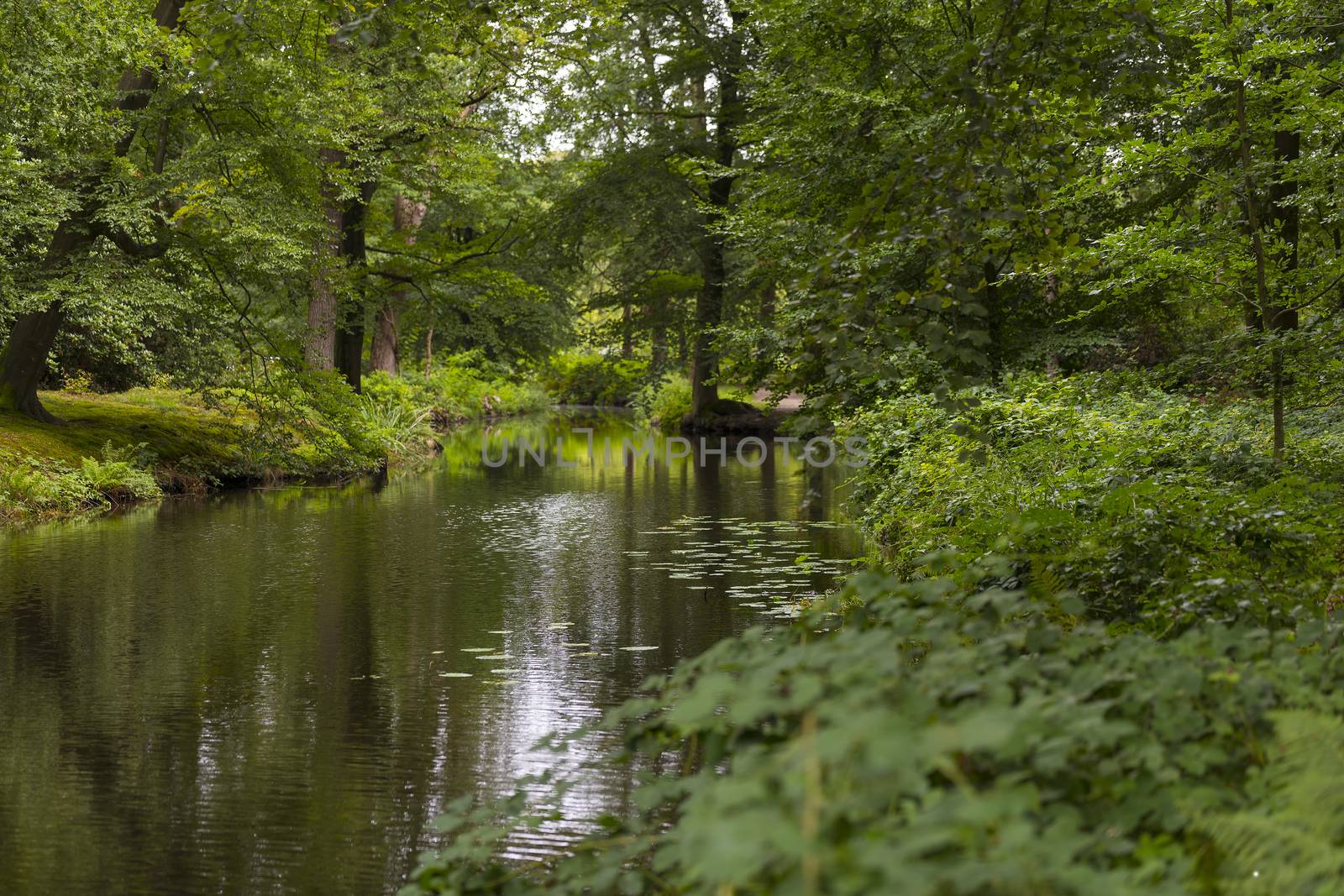 green forest in national park de veluwe in holland with pond and trees