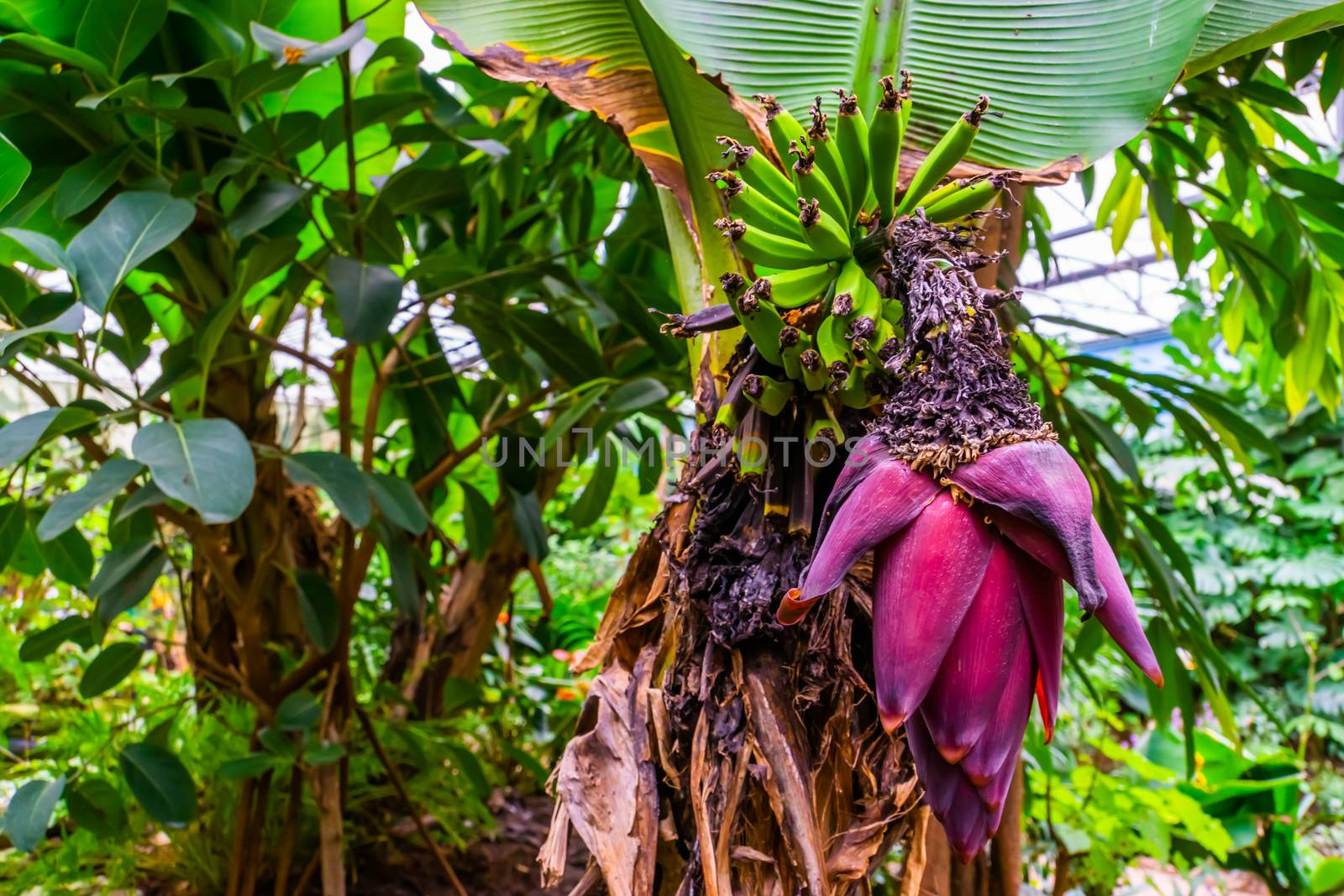 closeup of a bunch of banana's with a big pink flower, tropical plant specie from Australia by charlottebleijenberg