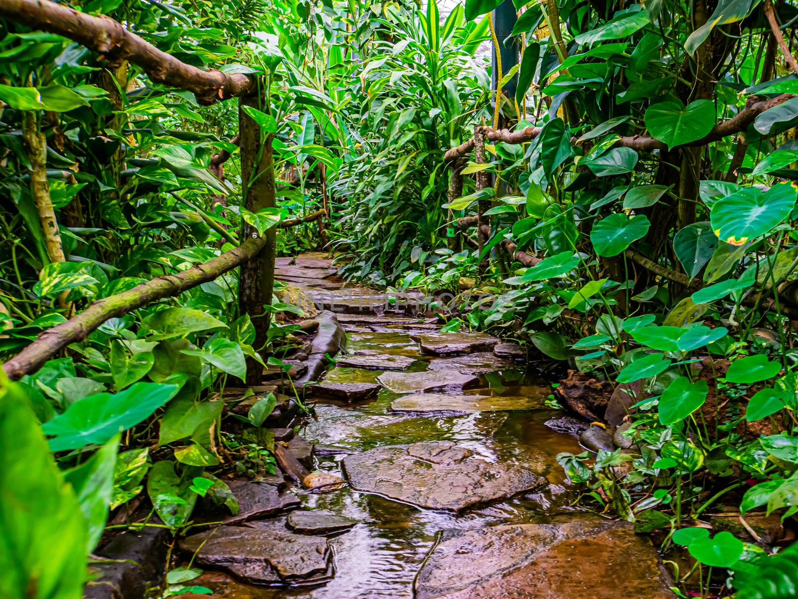 beautiful closeup of a stone path with flowering water in a tropical garden, modern natural architecture by charlottebleijenberg