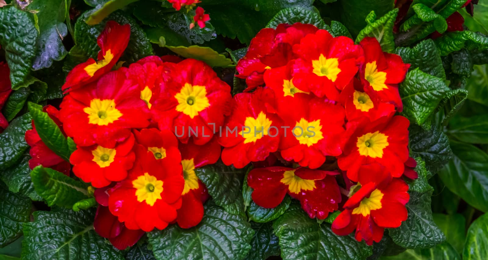 beautiful red and yellow primula flowers, popular tropical ornamental plant specie from America