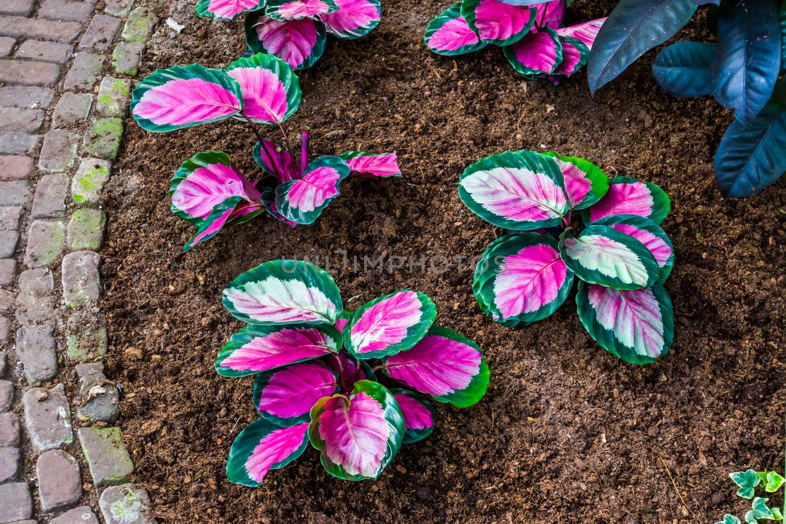 pink elephant ear plants in a tropical garden, popular exotic plant specie from America by charlottebleijenberg