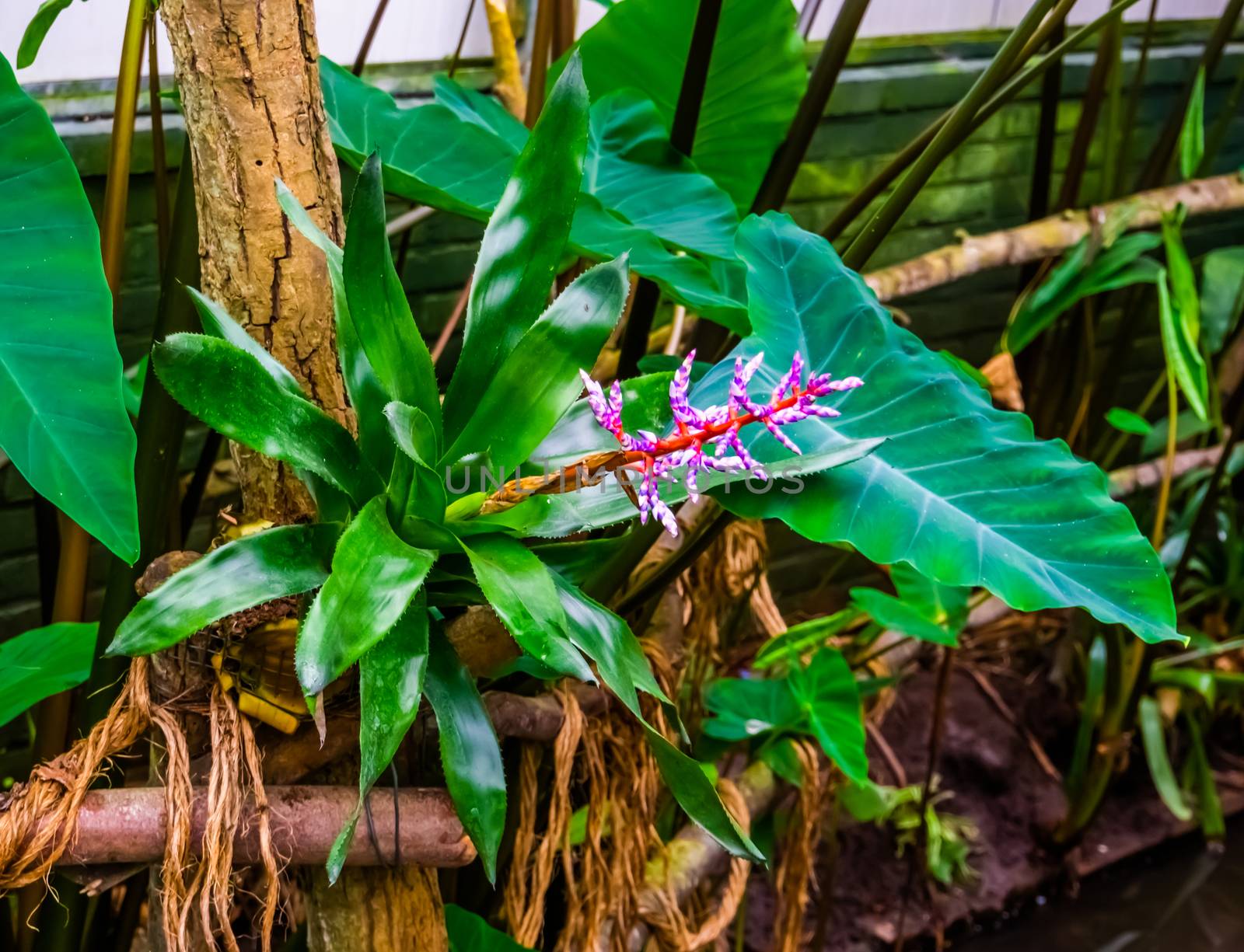 beautiful closeup of a aechmea blue tango plant in a tropical garden, exotic cultivar from Florida, America