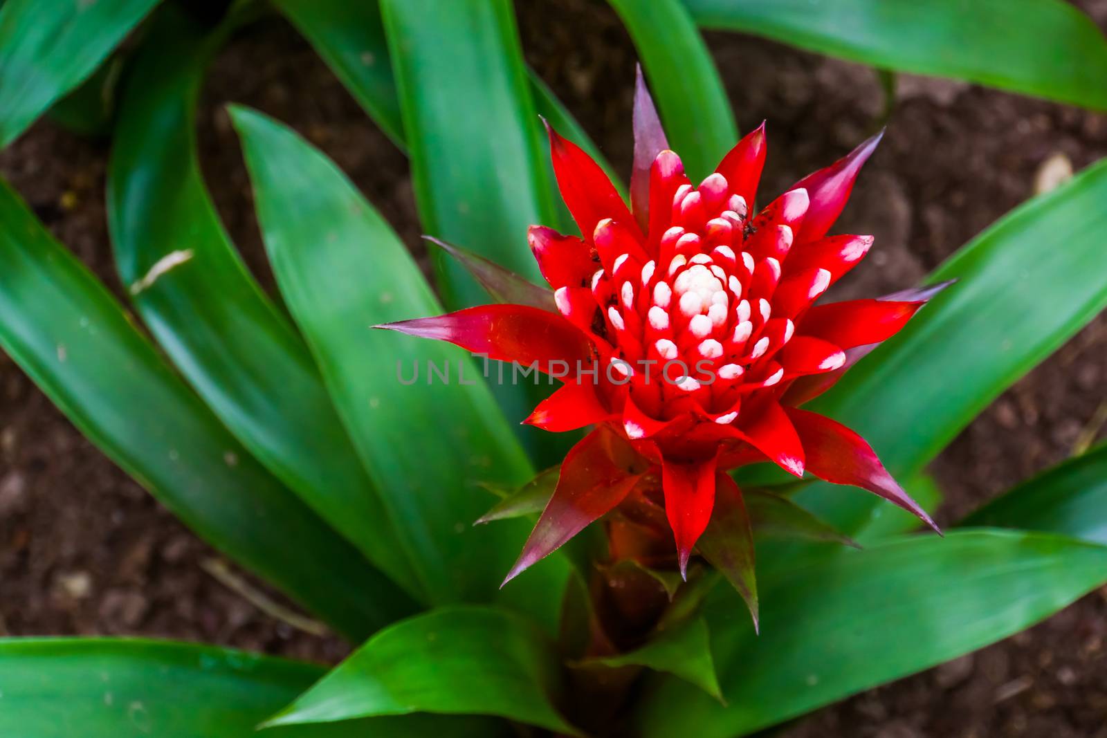 closeup of the flower of a bromelia guzmania magnifica plant, tropical plant specie from America