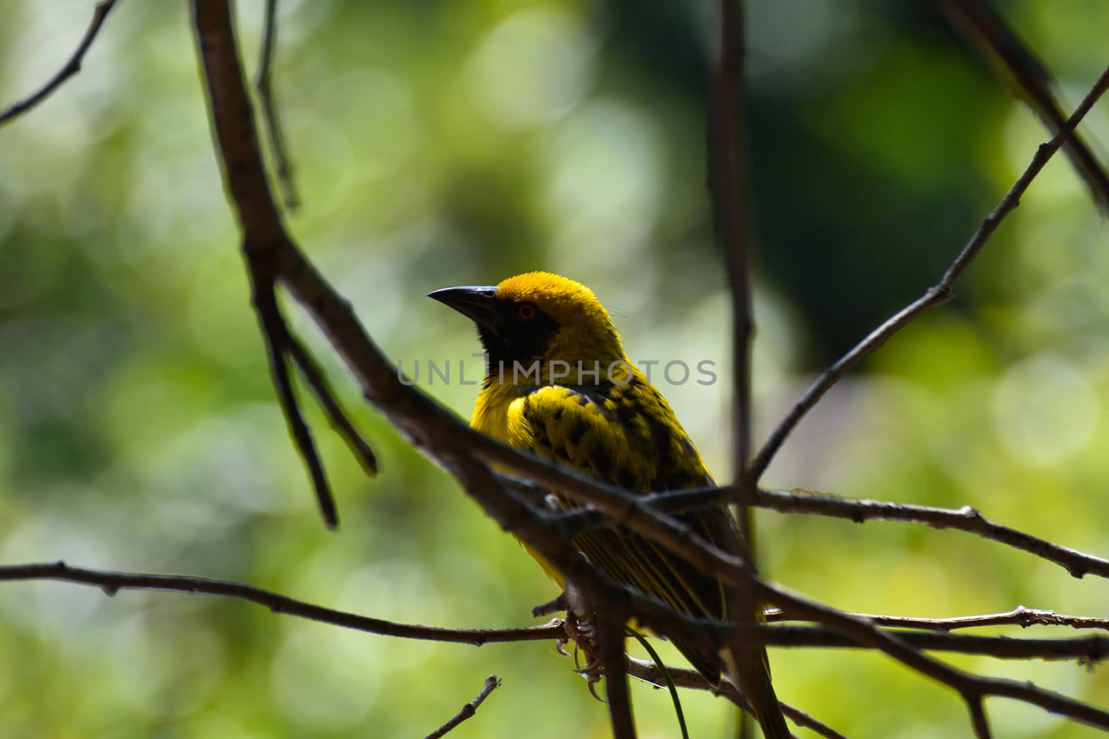 Yellow southern masked weaver bird (Ploceus velatus) in a forest tree, Pretoria, South Africa