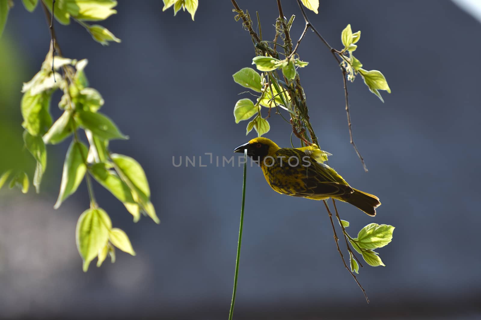Yellow southern masked weaver bird (Ploceus velatus) in tree with leaf strip, Pretoria, South Africa