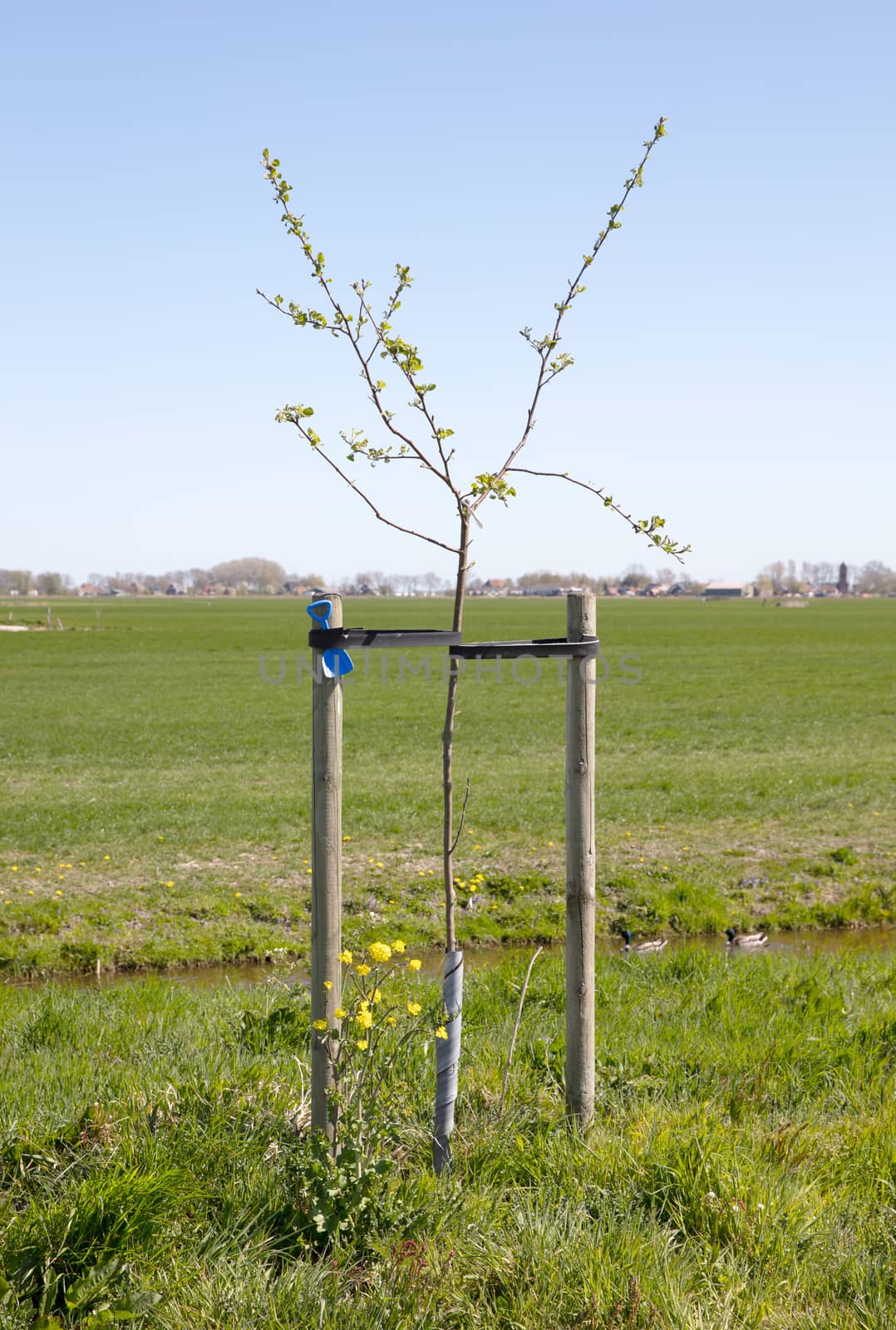 Young tree growing by michaklootwijk