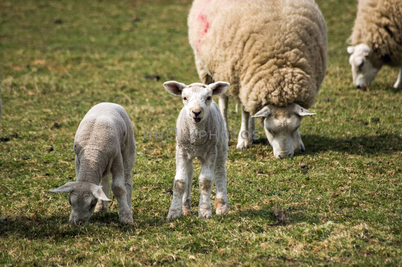 A curious lamb gazes at the viewer as its twin and other sheep continue grazing in a field.