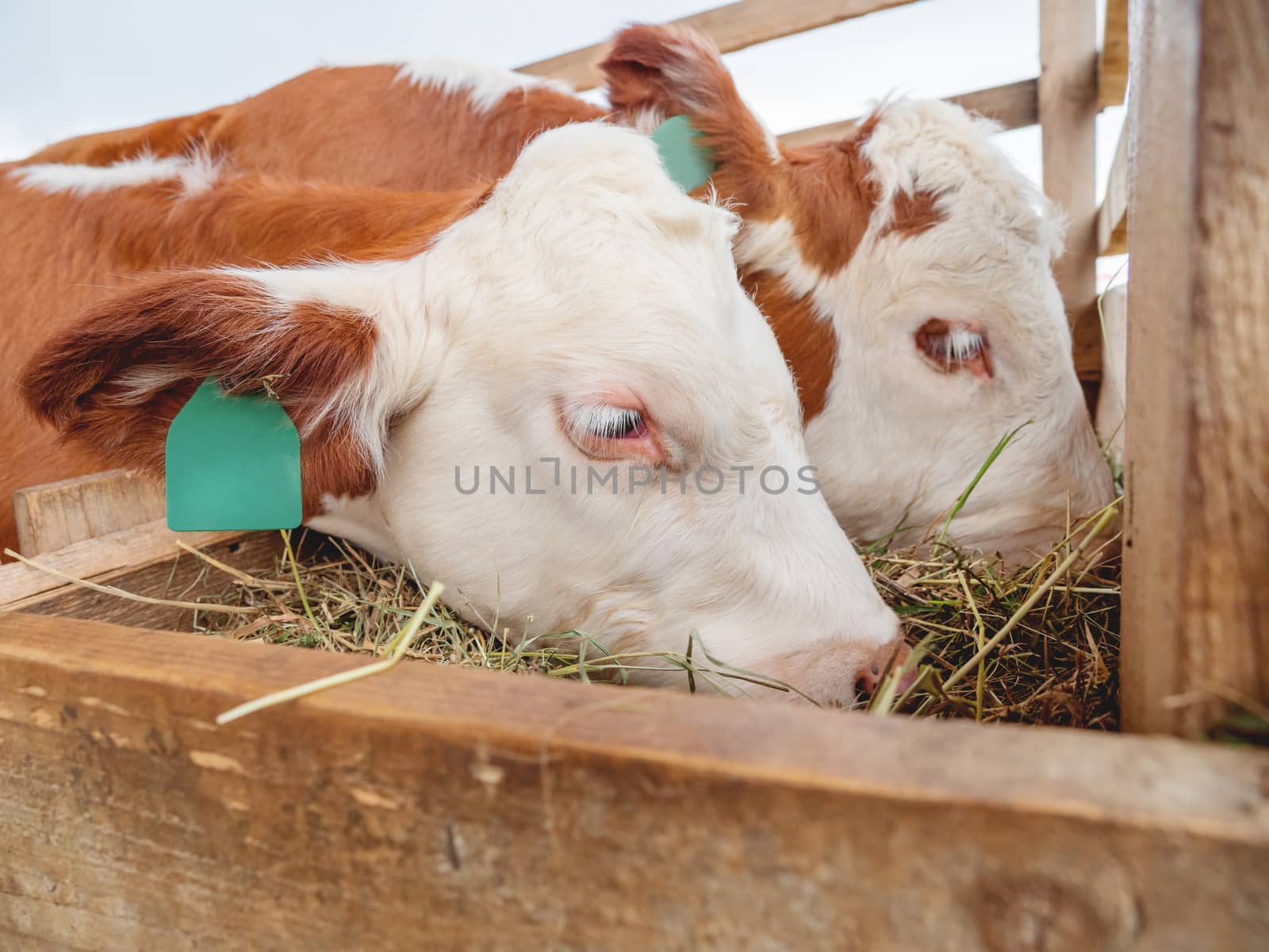 Two calves are eating hay. Specially prepared hay for cattle. Farm cows with tags on their ears.