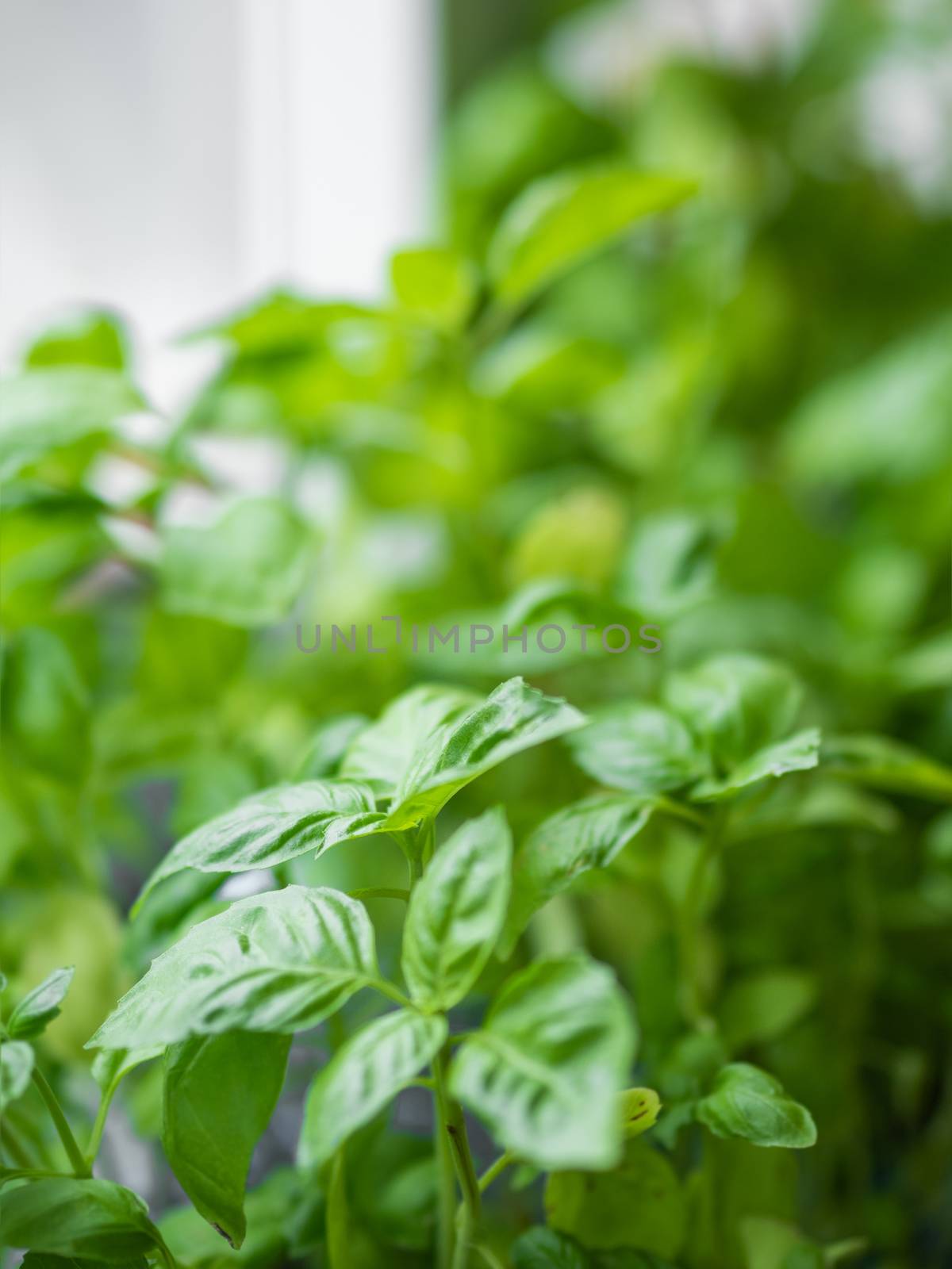 Green seedlings of basil. Close up photo of plants in flower pot by aksenovko