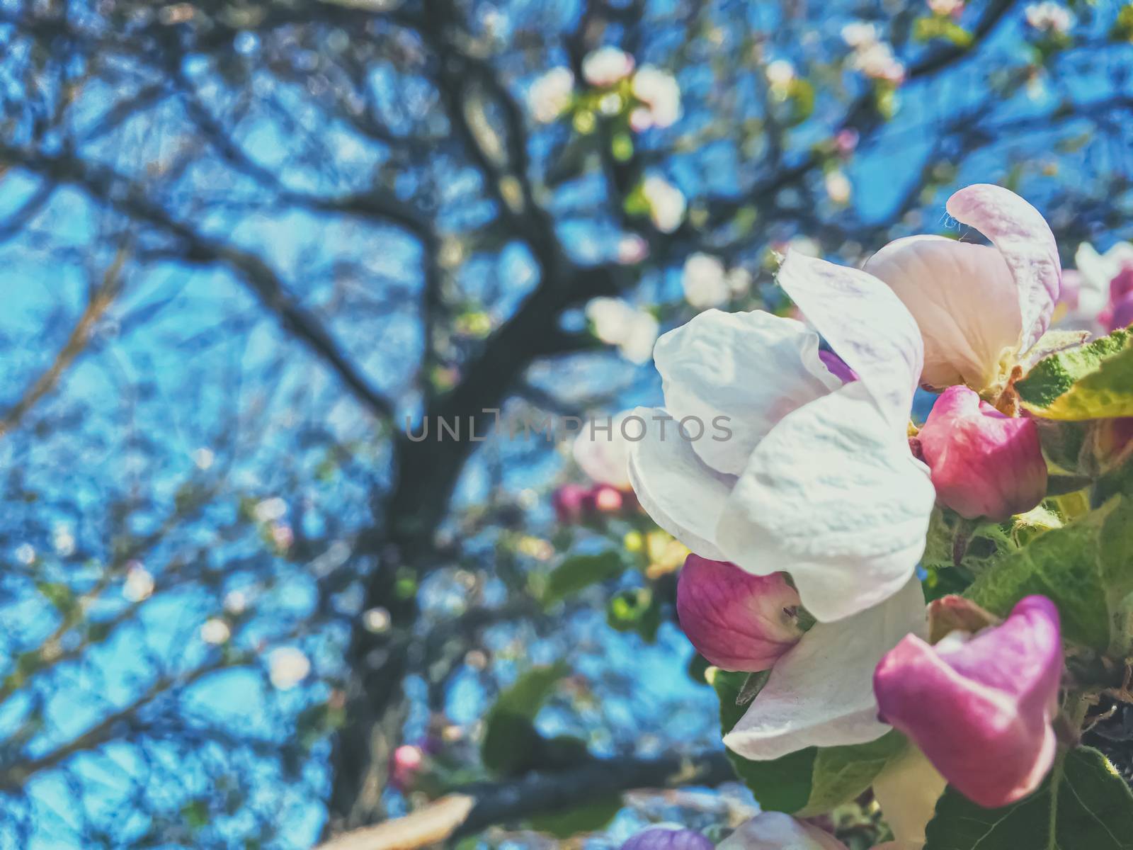 Blooming apple tree flowers in spring as floral background by Anneleven